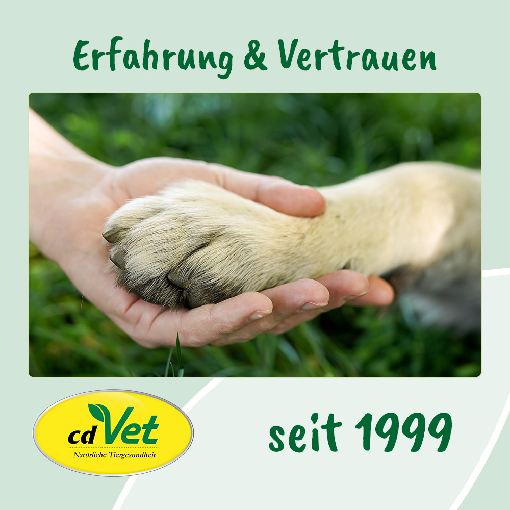 Huf, Pfote, Tierarzt, Pflege, Hund