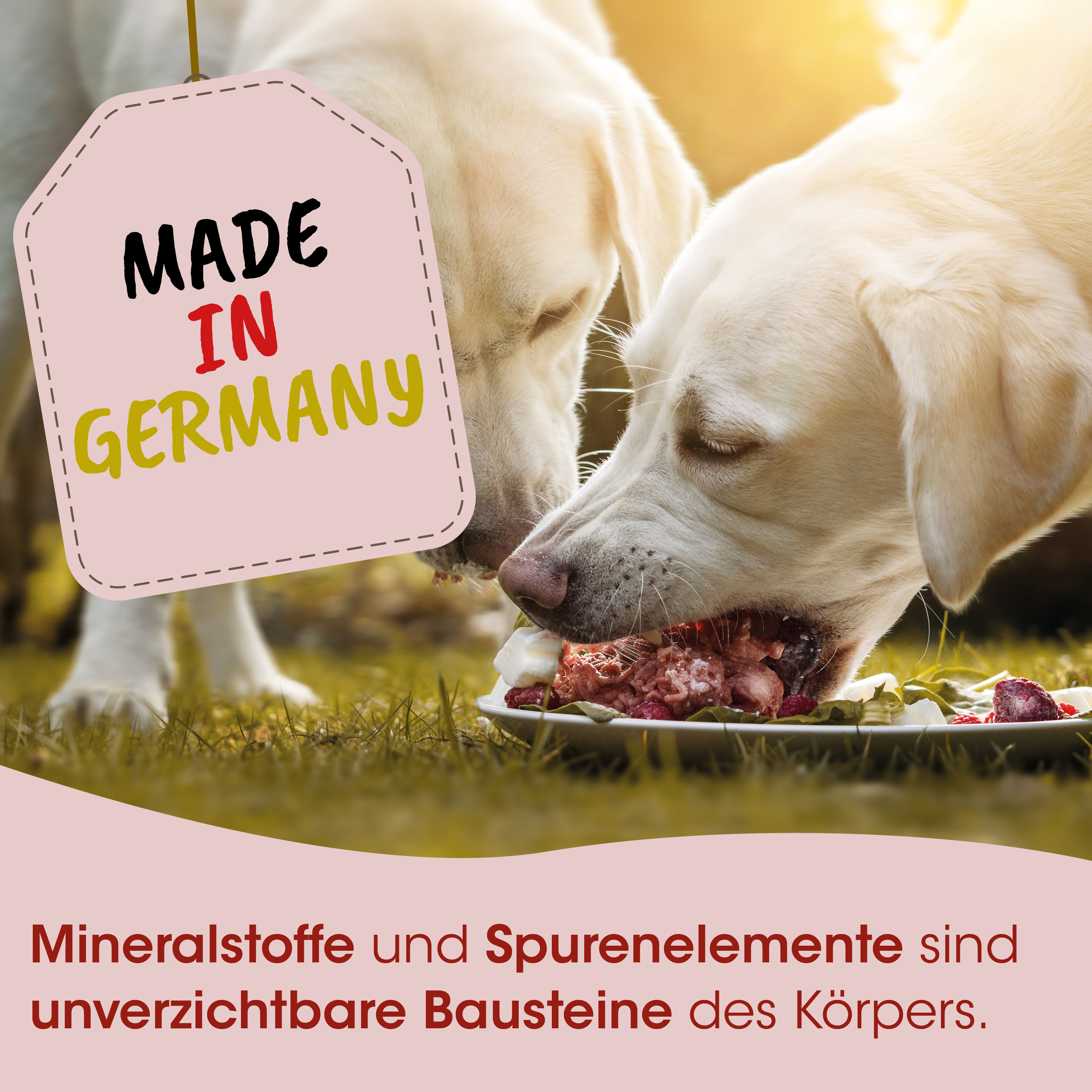 Hund, Nassfutter, Ernährung, Fleisch, Knochen