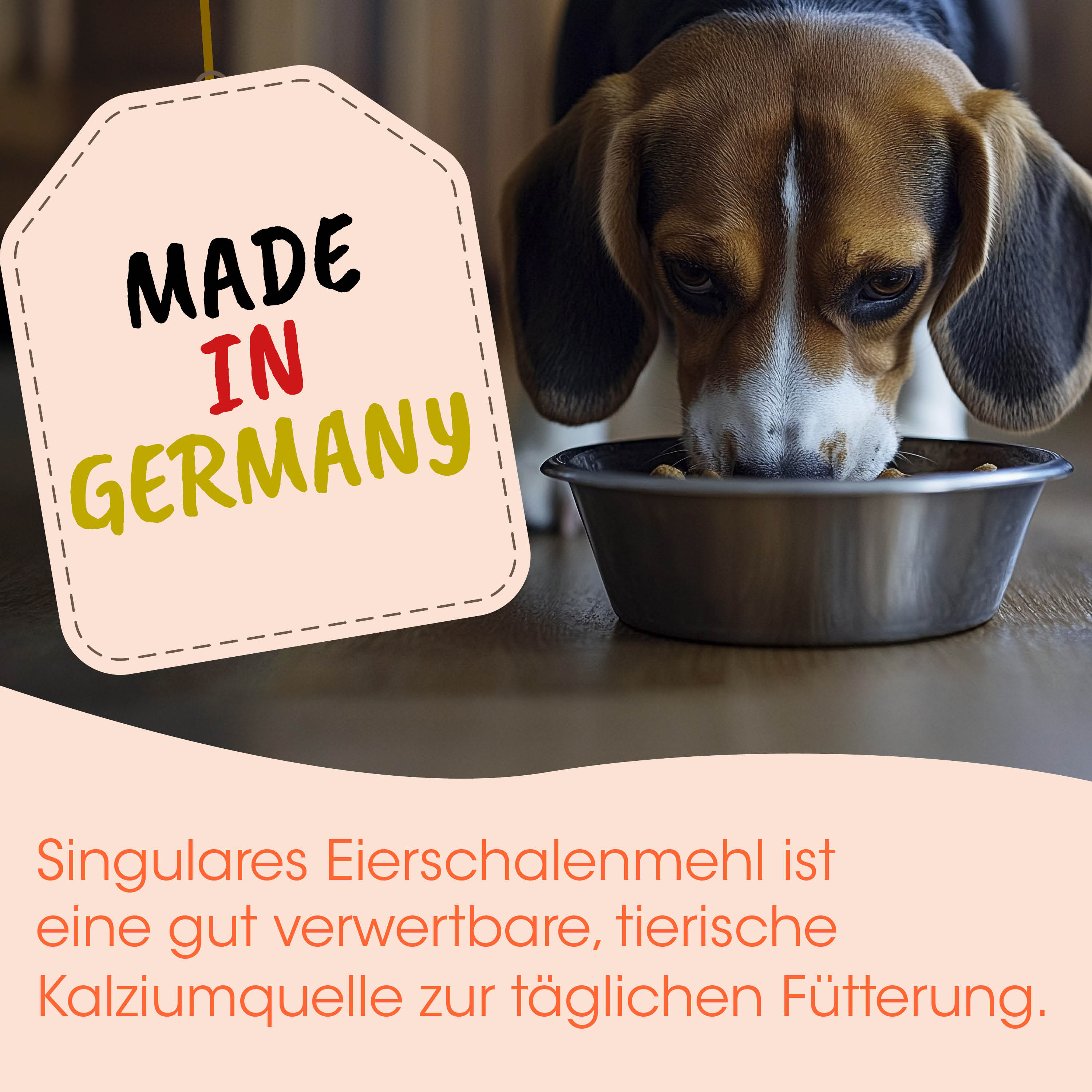 Hund, Hunde-Futter, Hunde-Napf, Beagle-Mischling, Made in Germany