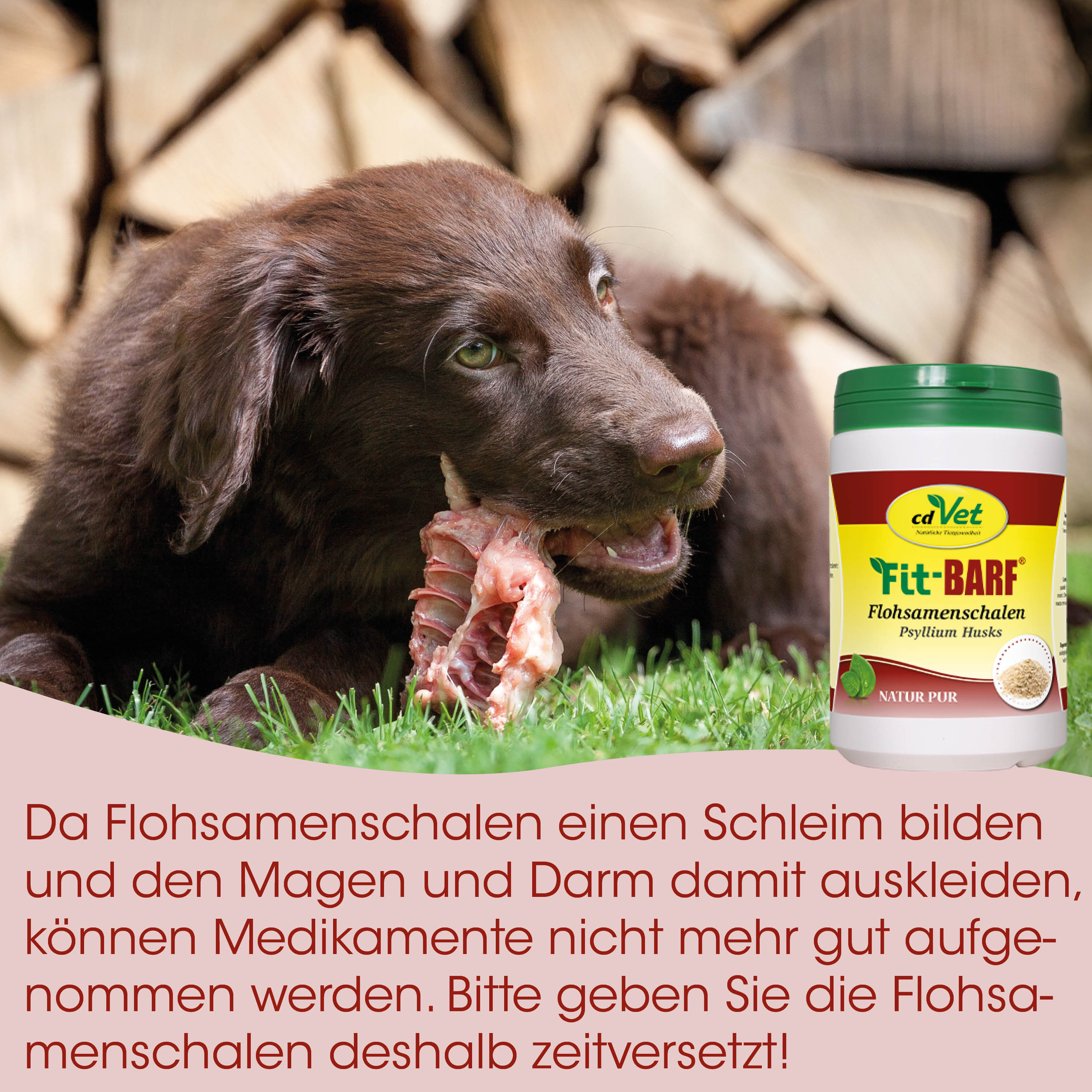 hund, welpe, knochen, rohes fleisch, tierarzt ernährung