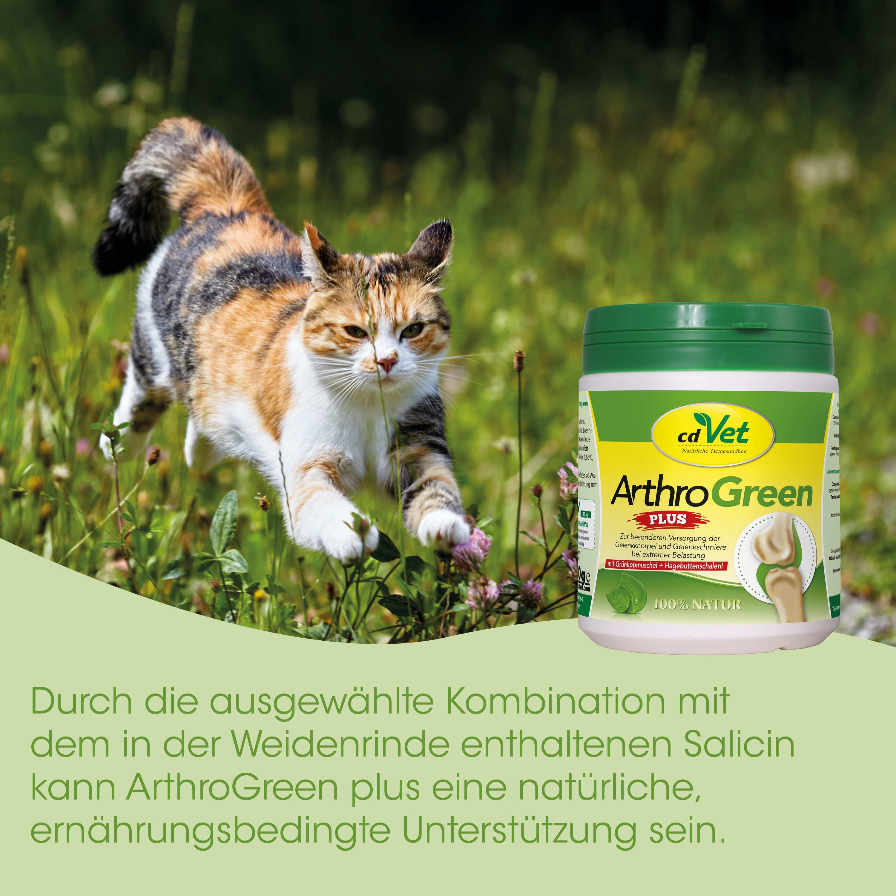Katze, Tier, Katzenfutter, Ergänzung, ArthroGreen