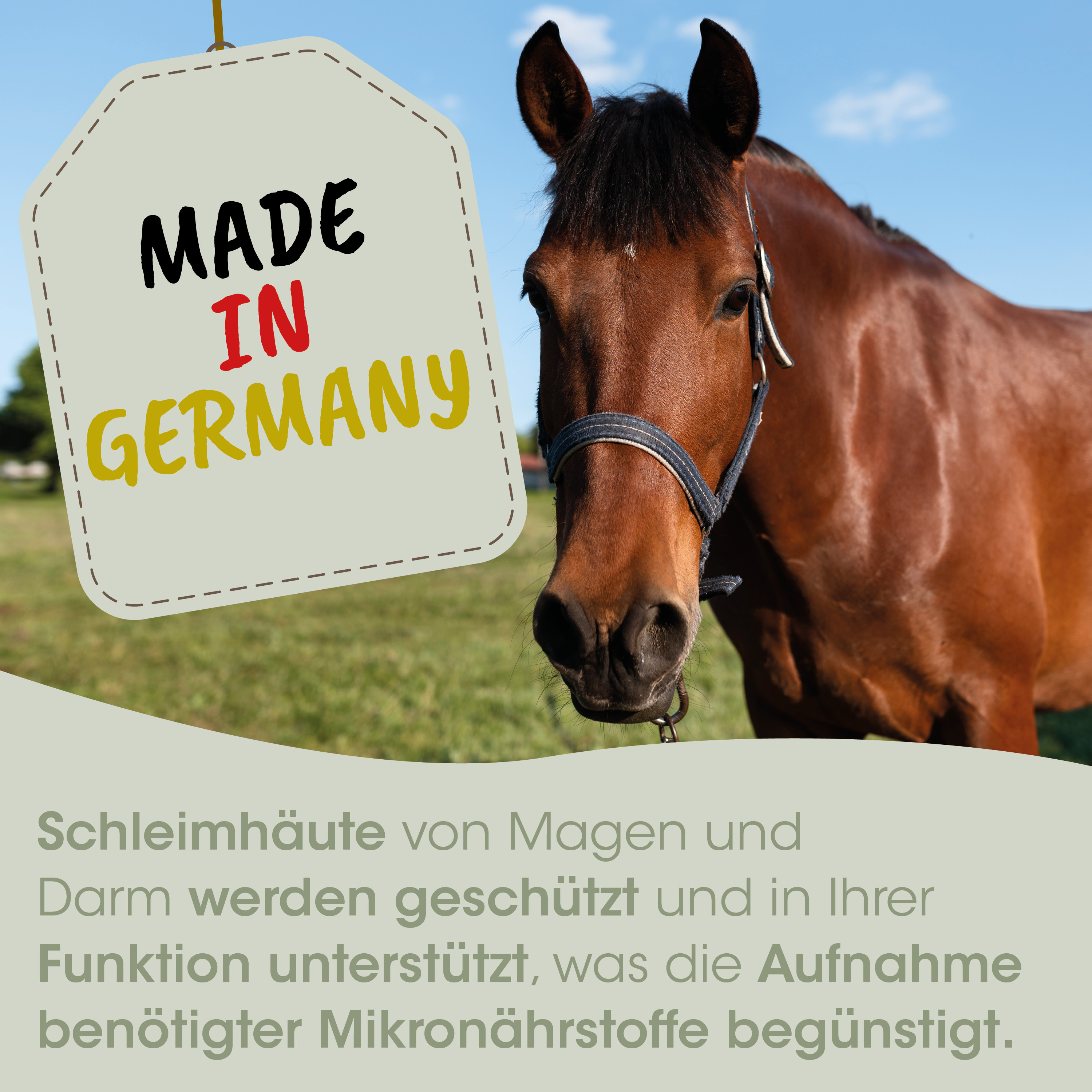 Pferd, braun, Gebiss, Kopfaufnahme, Gras