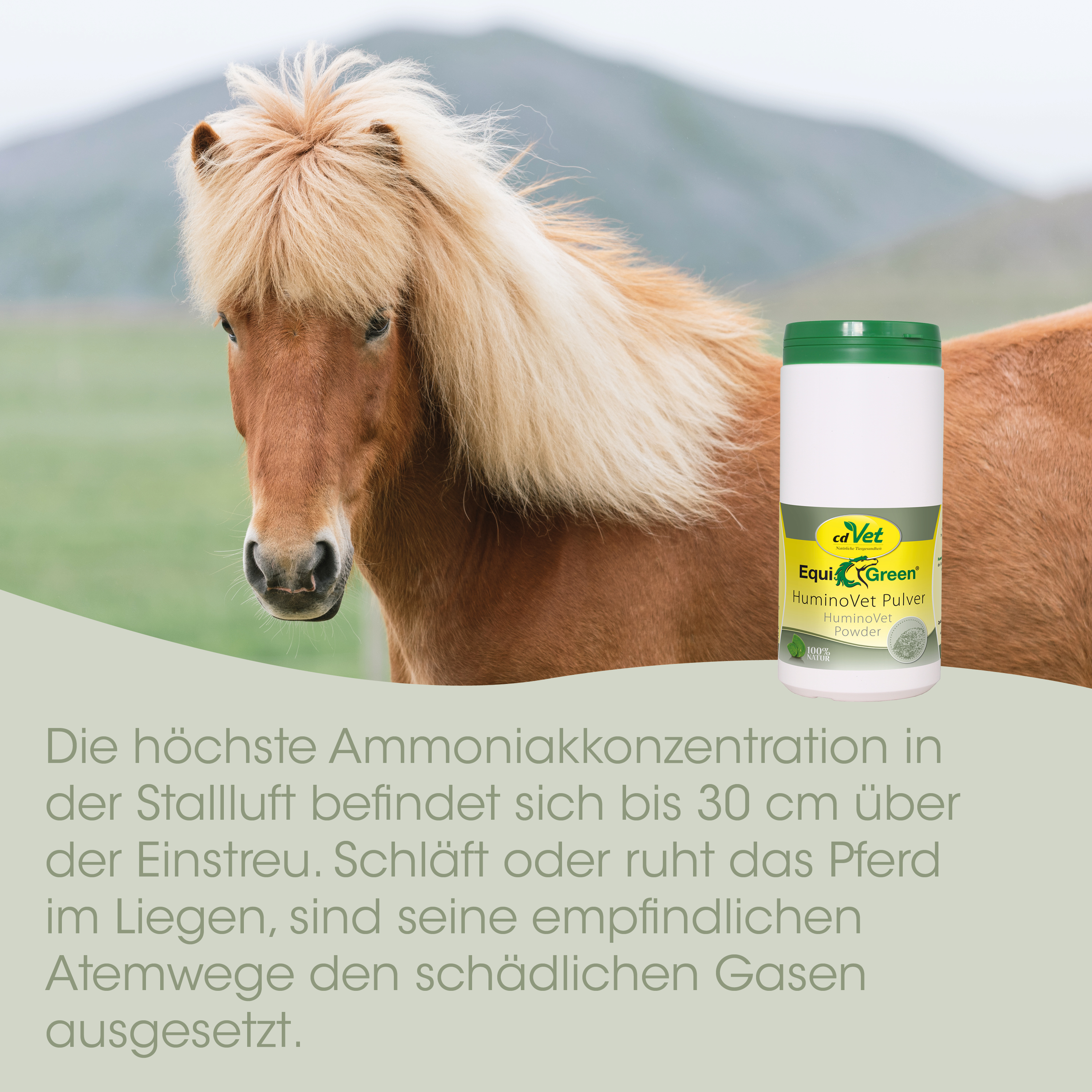 Pferd, Pferd Braun, Hengst, Ponylike, Pulverbehälter