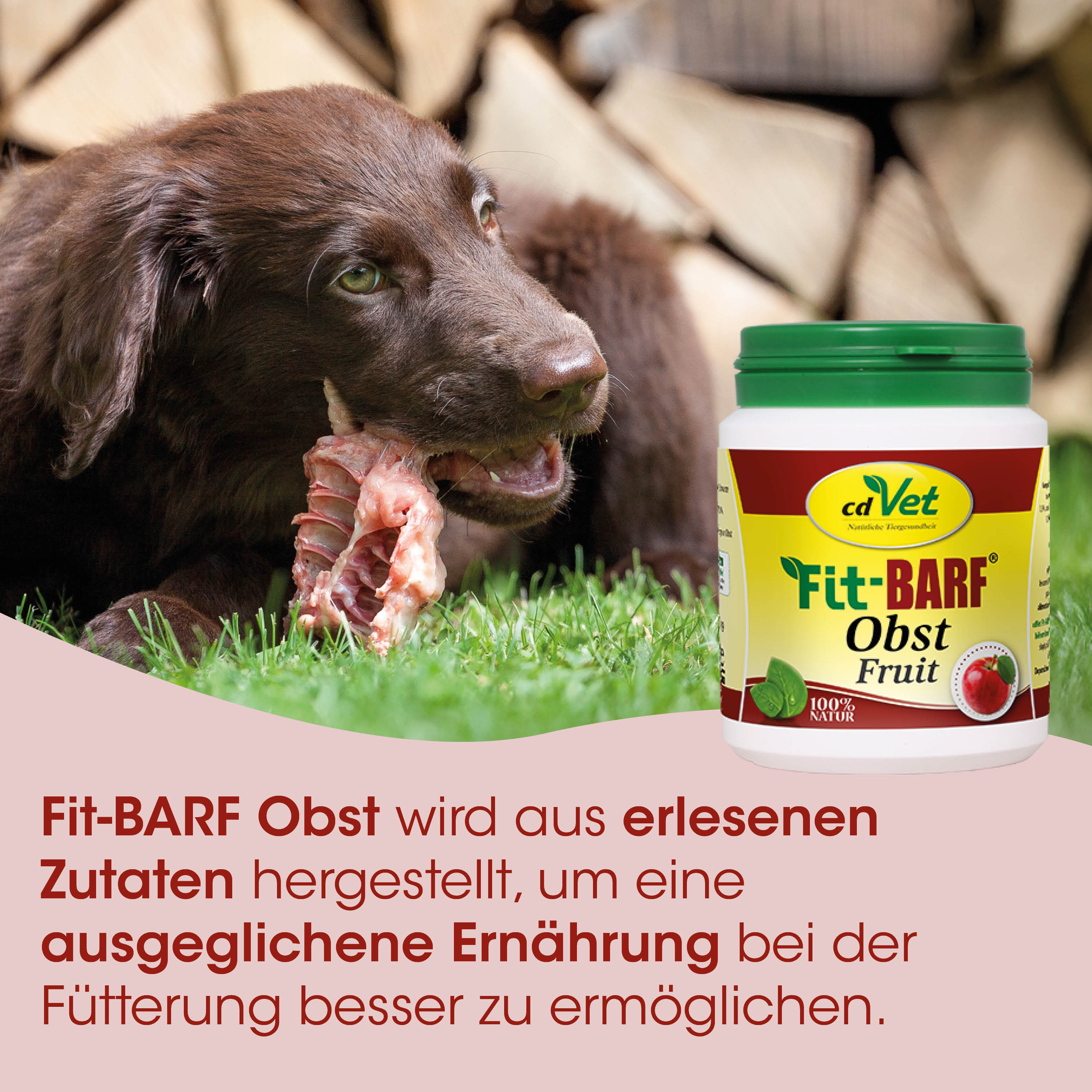 Hund, Knochen, Hunde-Leckerli, brauner Hund, Futterdose