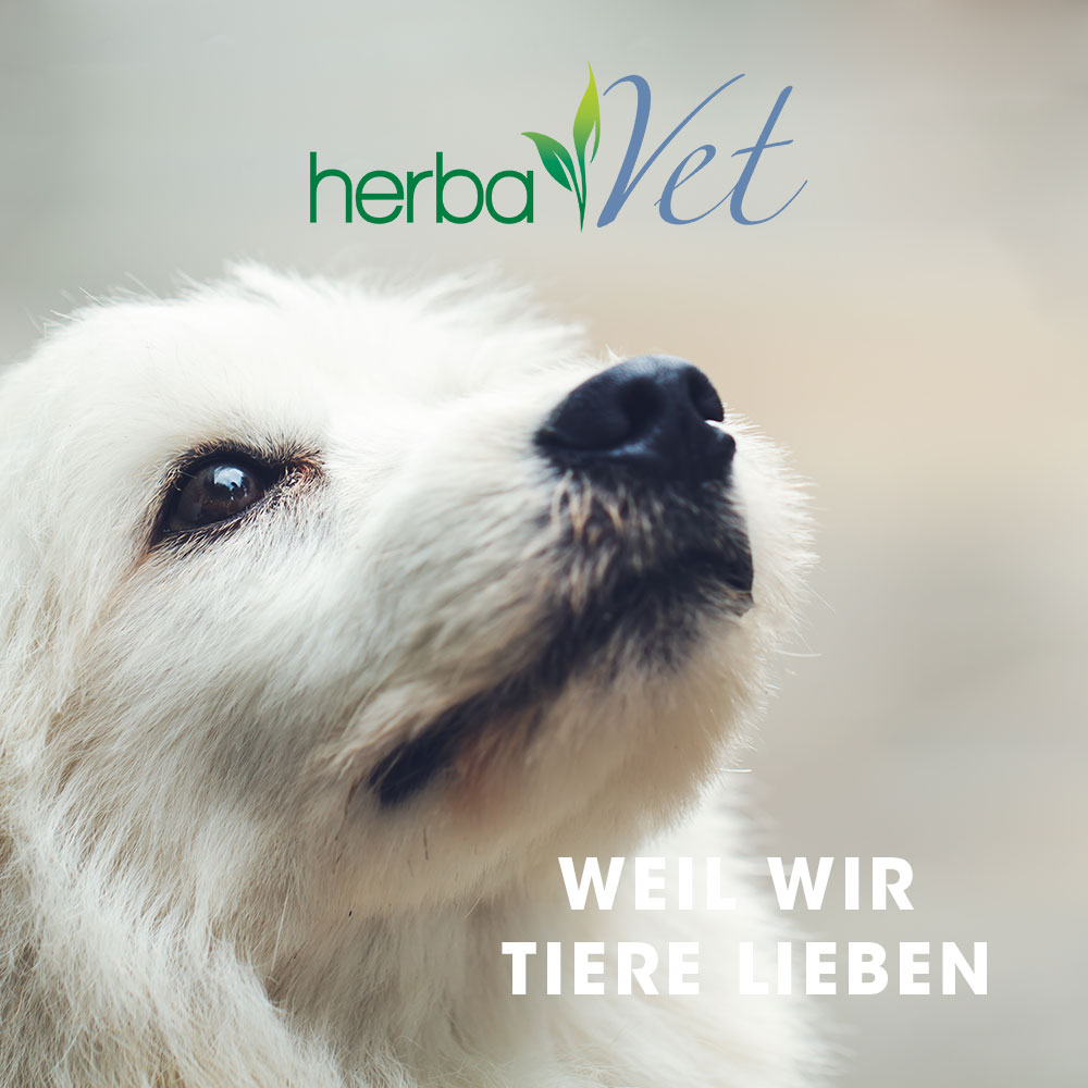 HV--MOBIL-Startseitenbanner-1000x1000-Hund