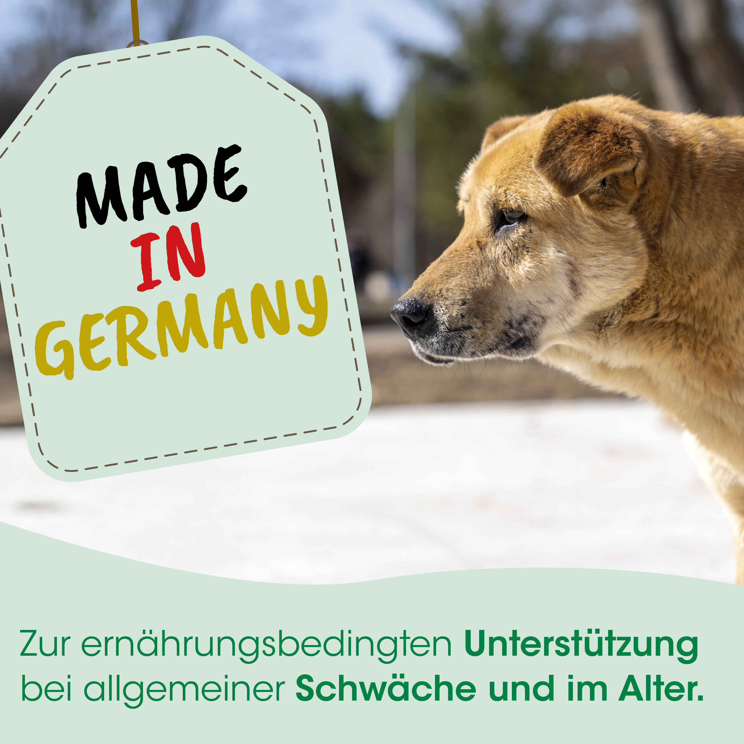 hund, canine, braun, fell, anhaenger