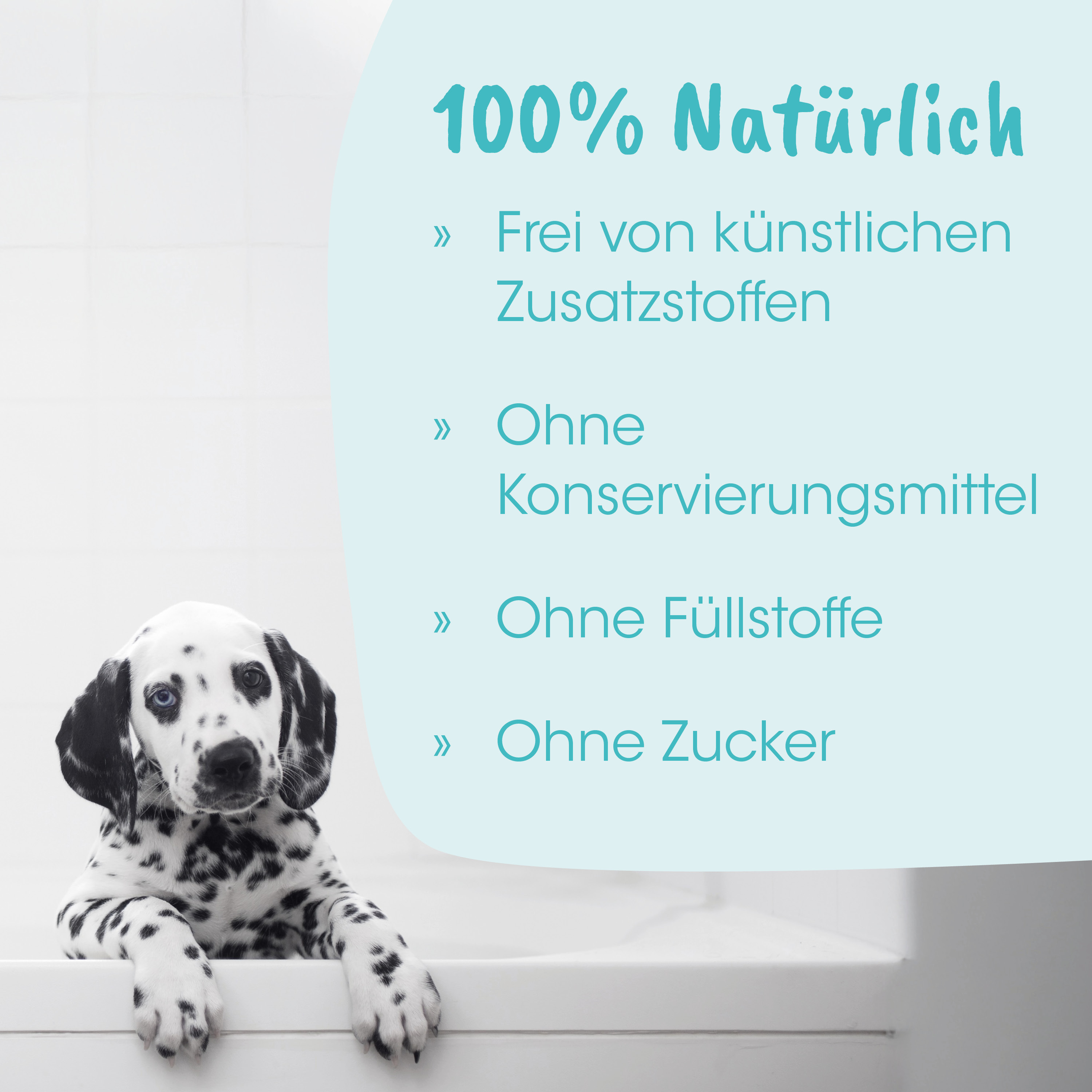 Dalmatiner, Welpe, Hund, schwarz-gepunktet, Tier
