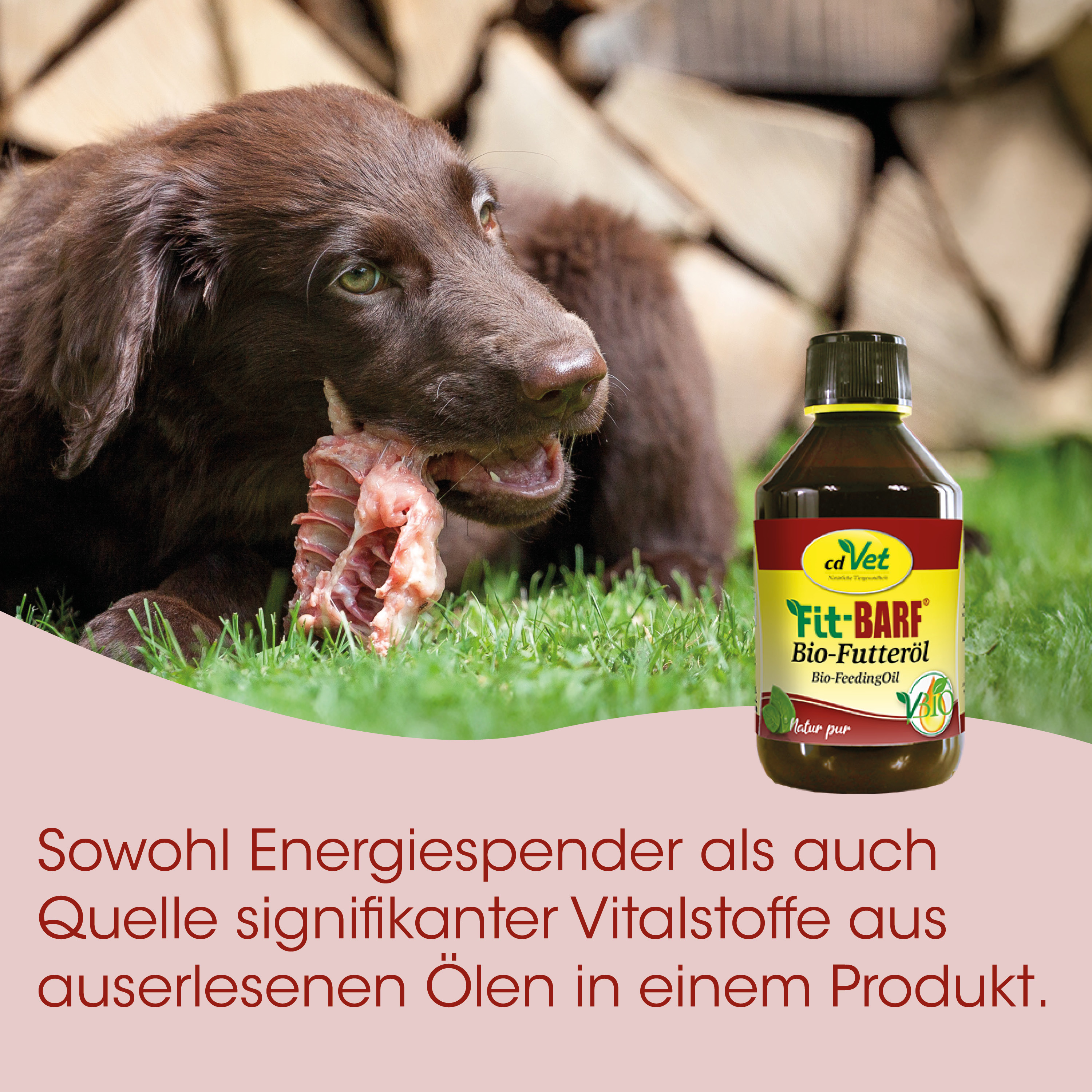hündchen, Hund, Knochen, Fütteröl, Bio-Produkt