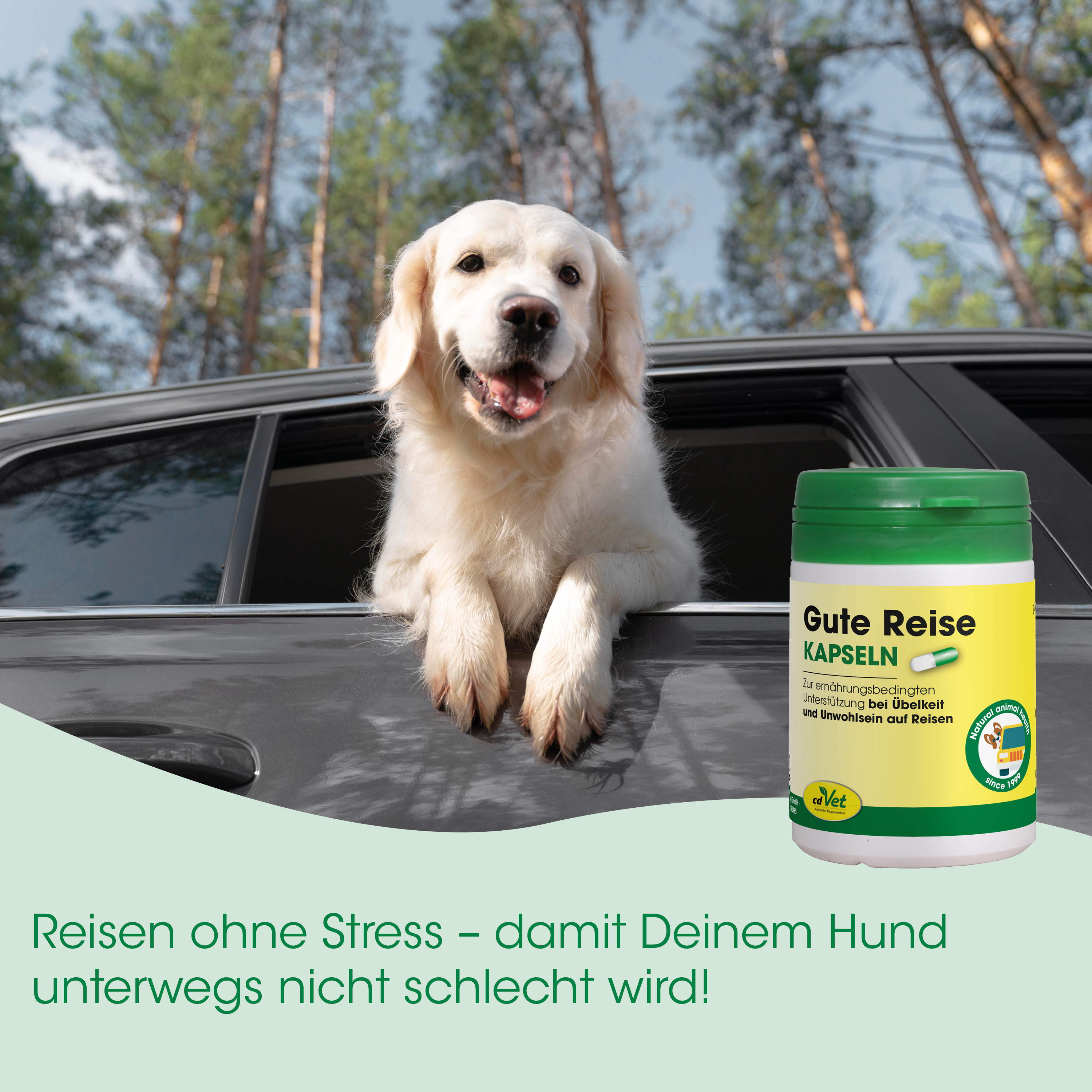 golden retriever, Hund, Auto Fenster, grüne Dose, Nahrungsergänzungskapseln