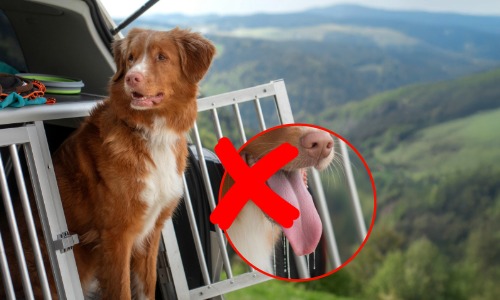 hund, rotbraun, hundekäfig, außenbereich, rotes kreuz