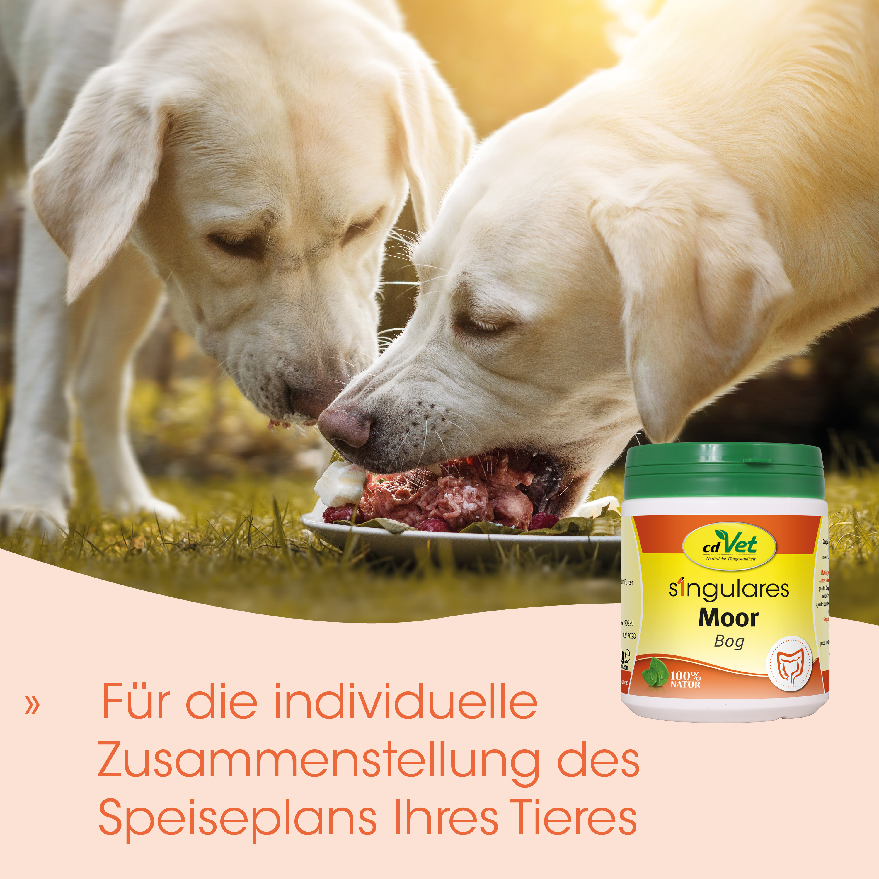 Hund, Hundefutter, Nassfutter, Knochen, Hundemahlzeit
