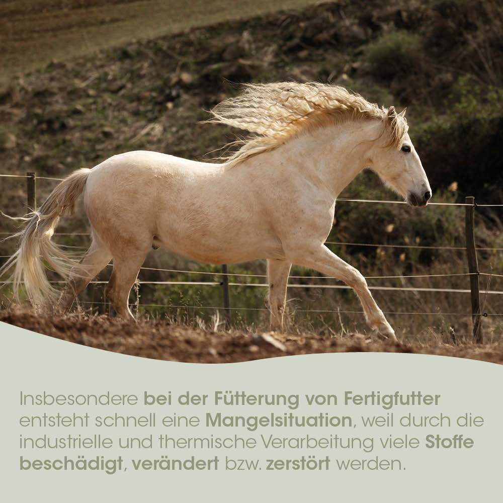 Pferd, Palomino, Pferdehengst, Auslauf, Natur
