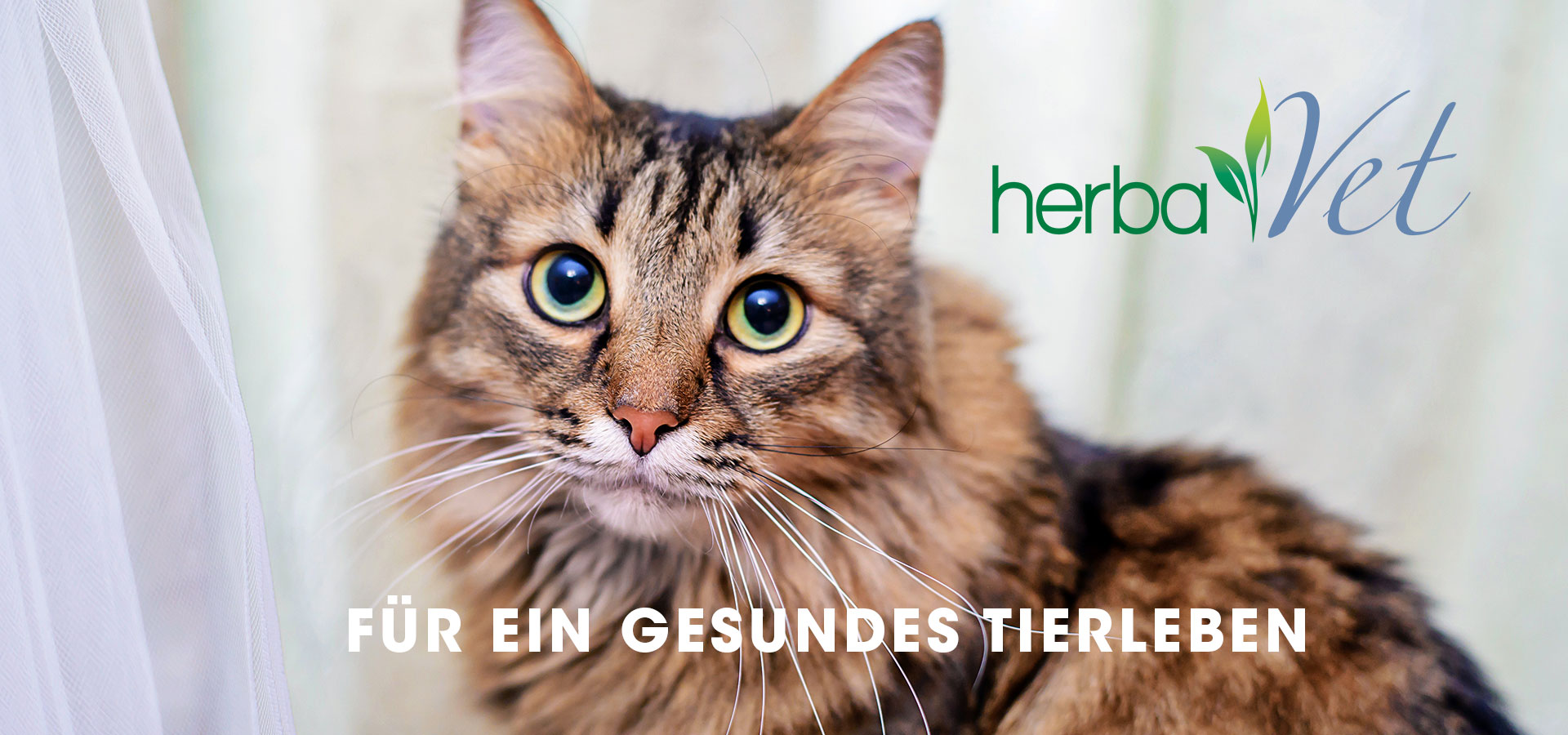 HV--Startseitenbanner-1920-900-Katze