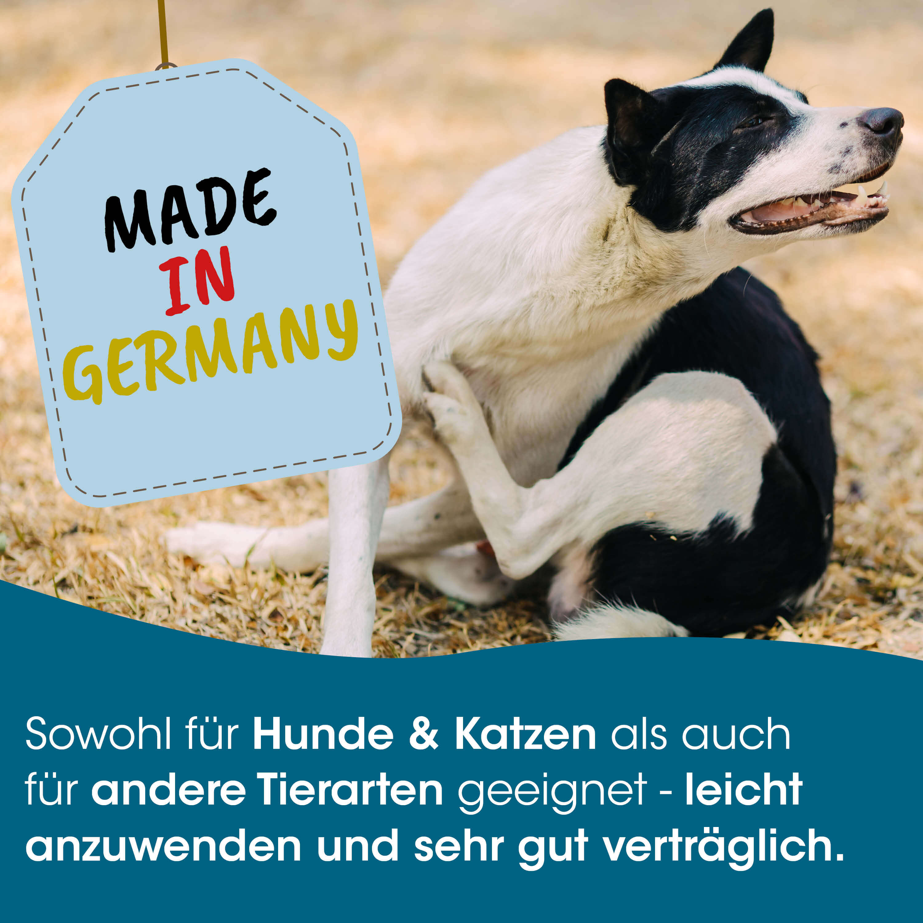Hund, Hundebild, Schwarz-weiß, Schild, Dekor