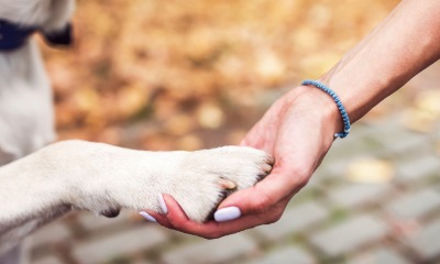 Körperteil, Hand, Person, Ratte, Nagetier