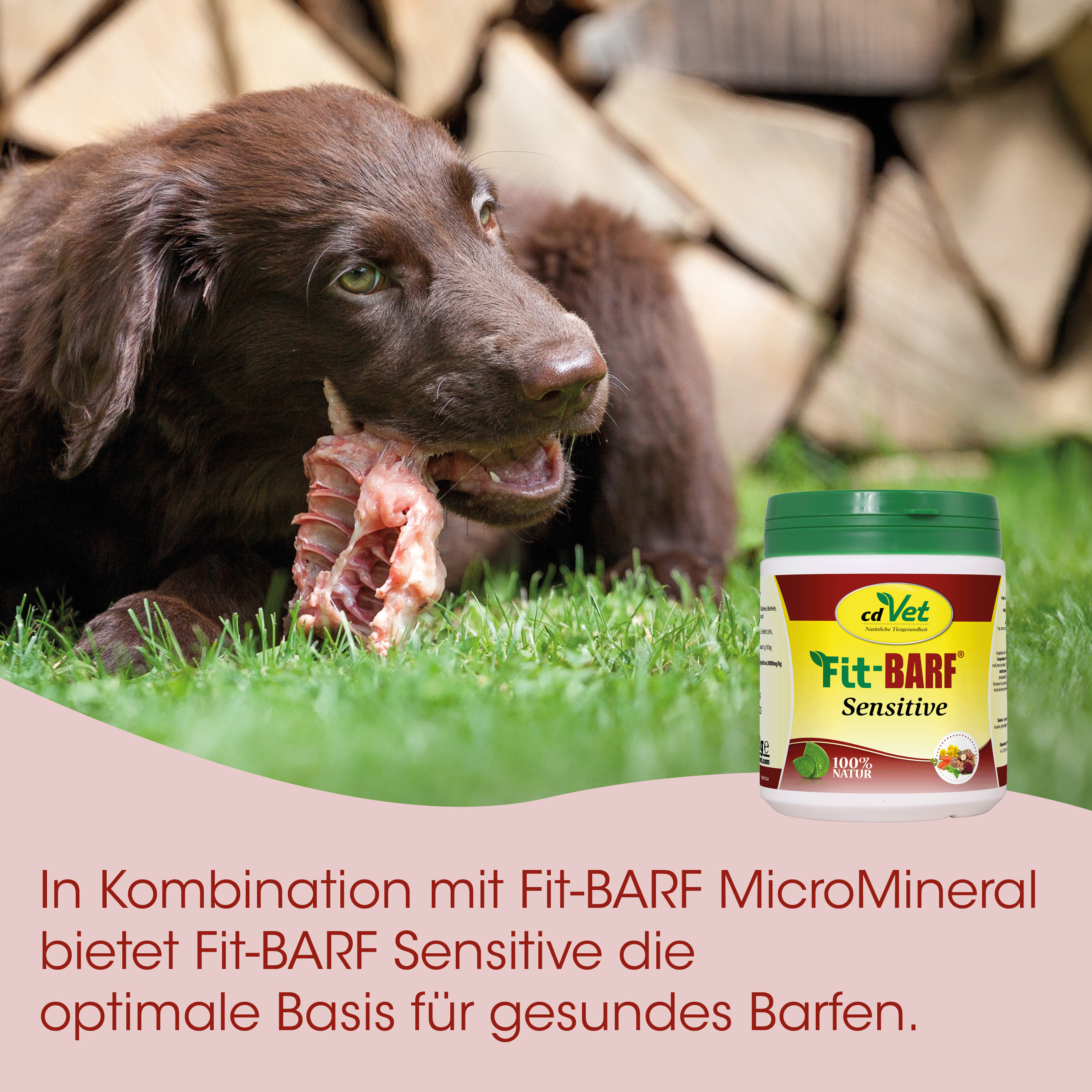 Hund, Knabberspiel, Hundefutter, Knochen, Grün