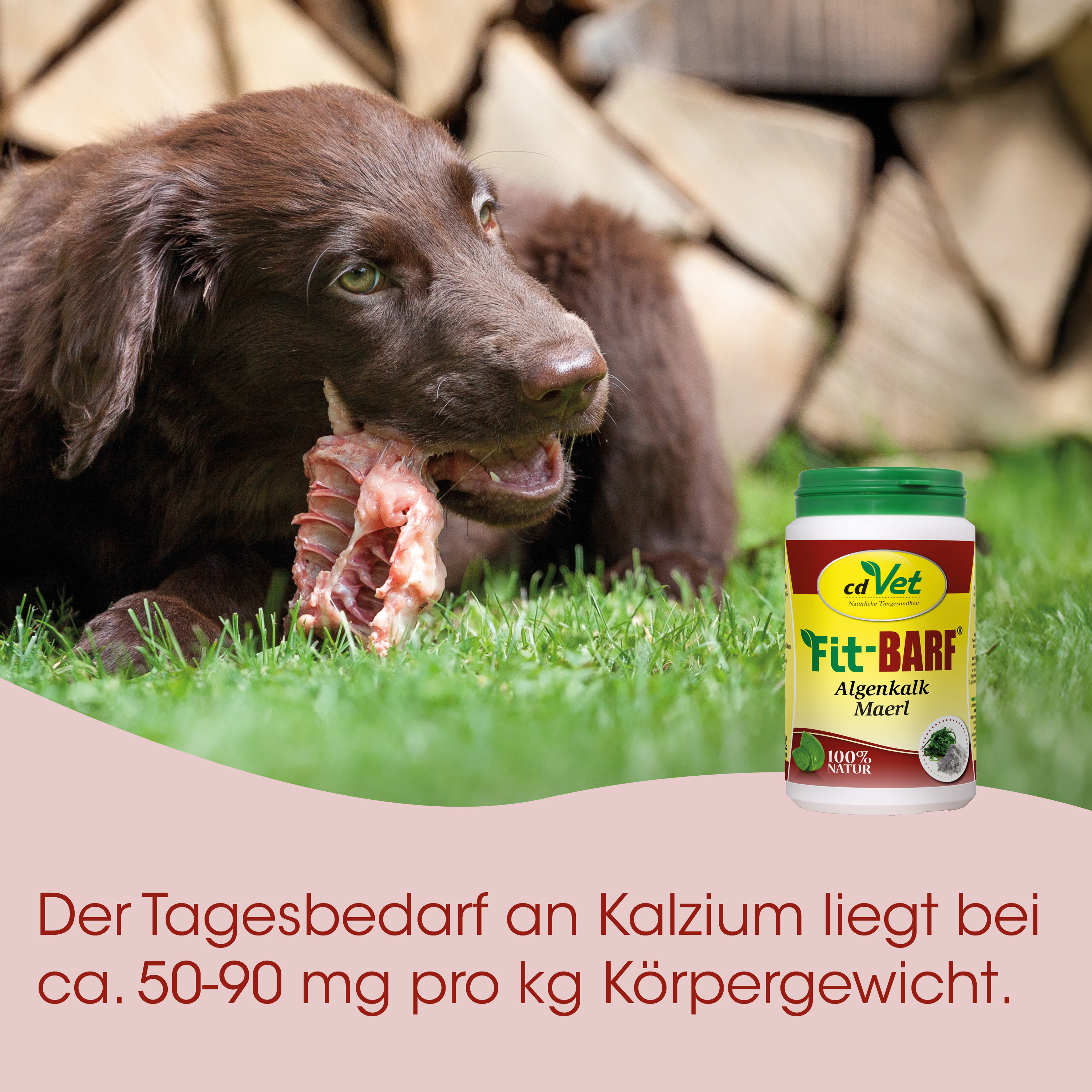 Hund, Kauknochen, Tiernahrung, Calziumbedarf, Futter