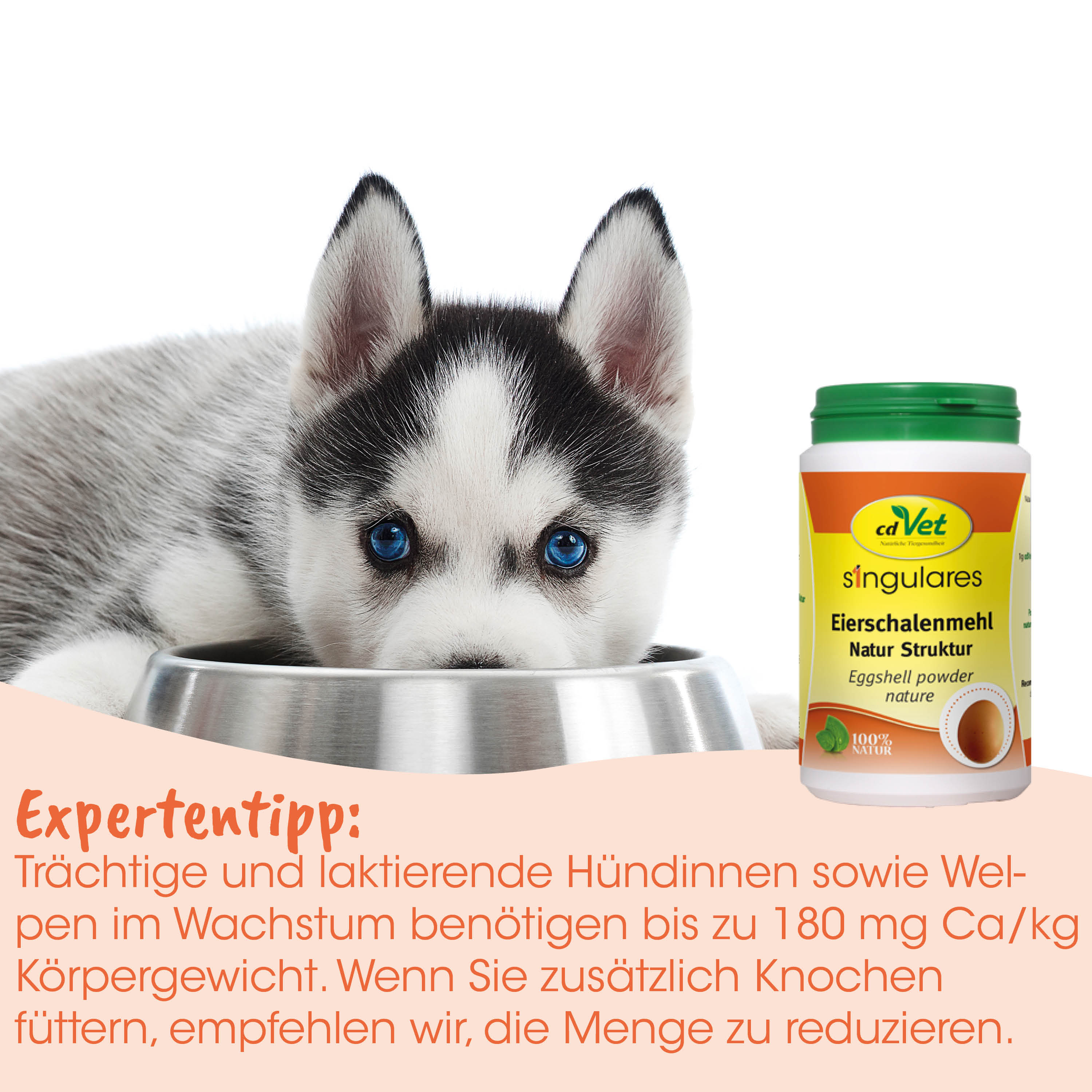 Hunde-Napf, Siberian Husky, Welpe, Eierschalenmehl, Natur Produkt