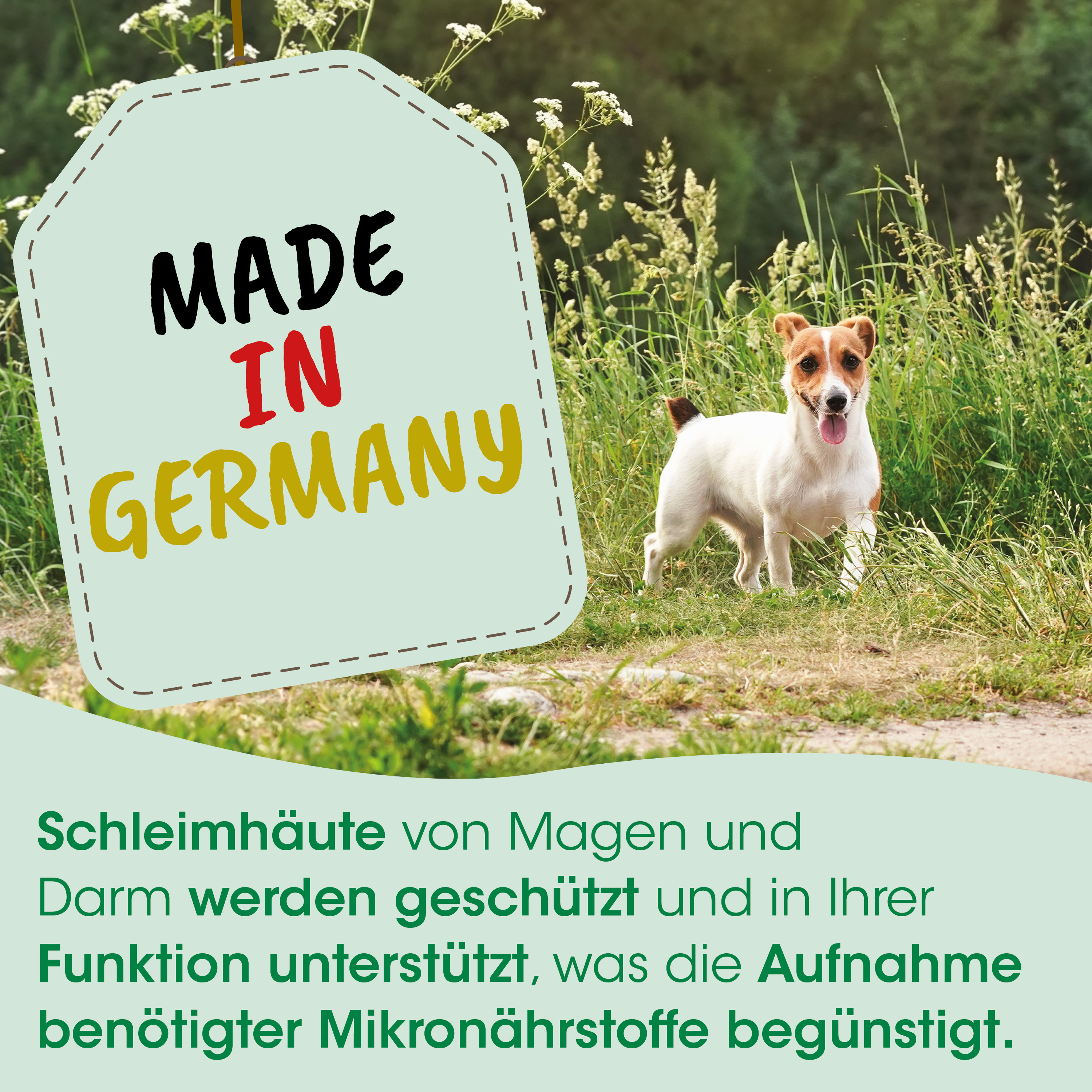 hund, tier, außen, gras, etikett