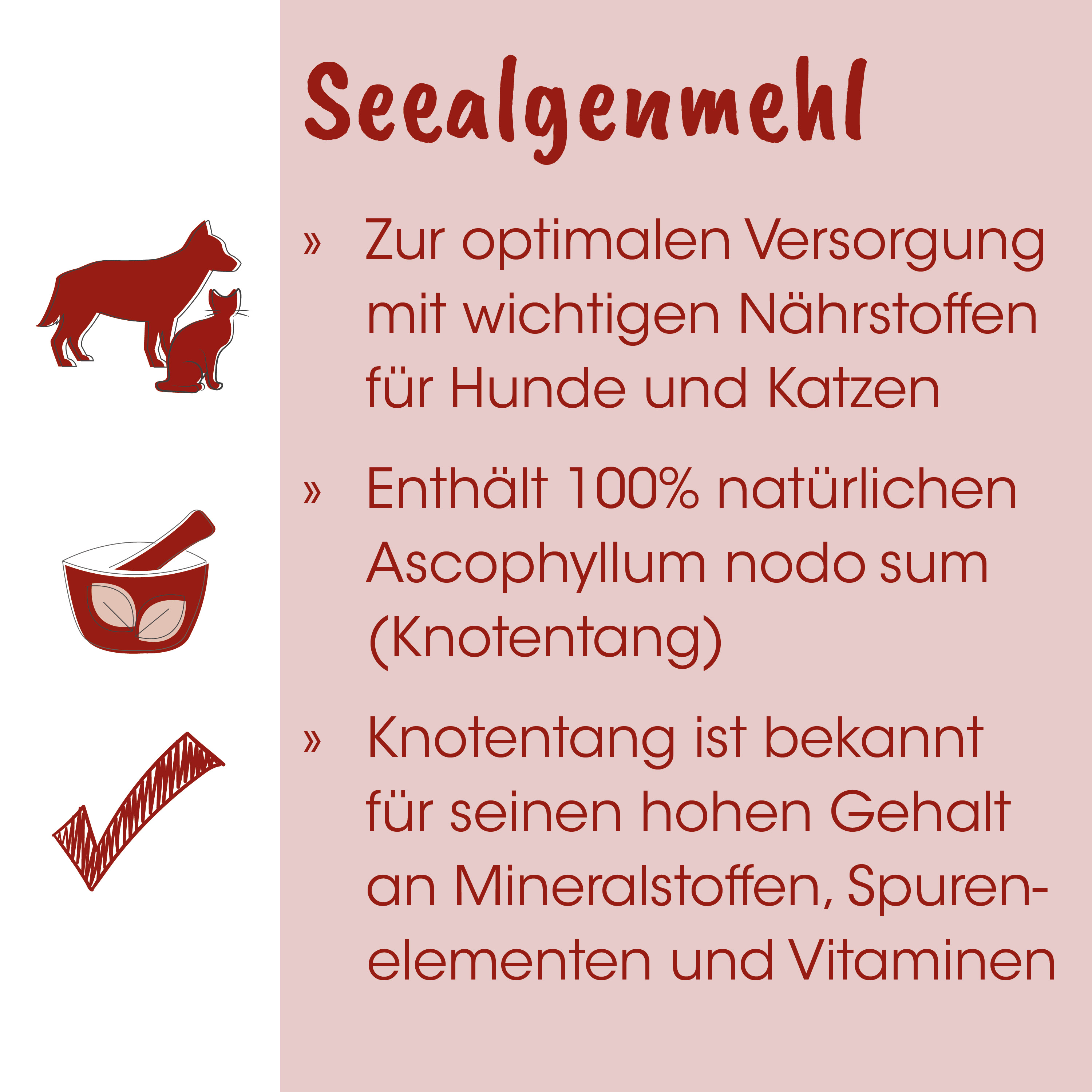 Hund, Katze, Schüssel, Mörser, Knochenkonsum