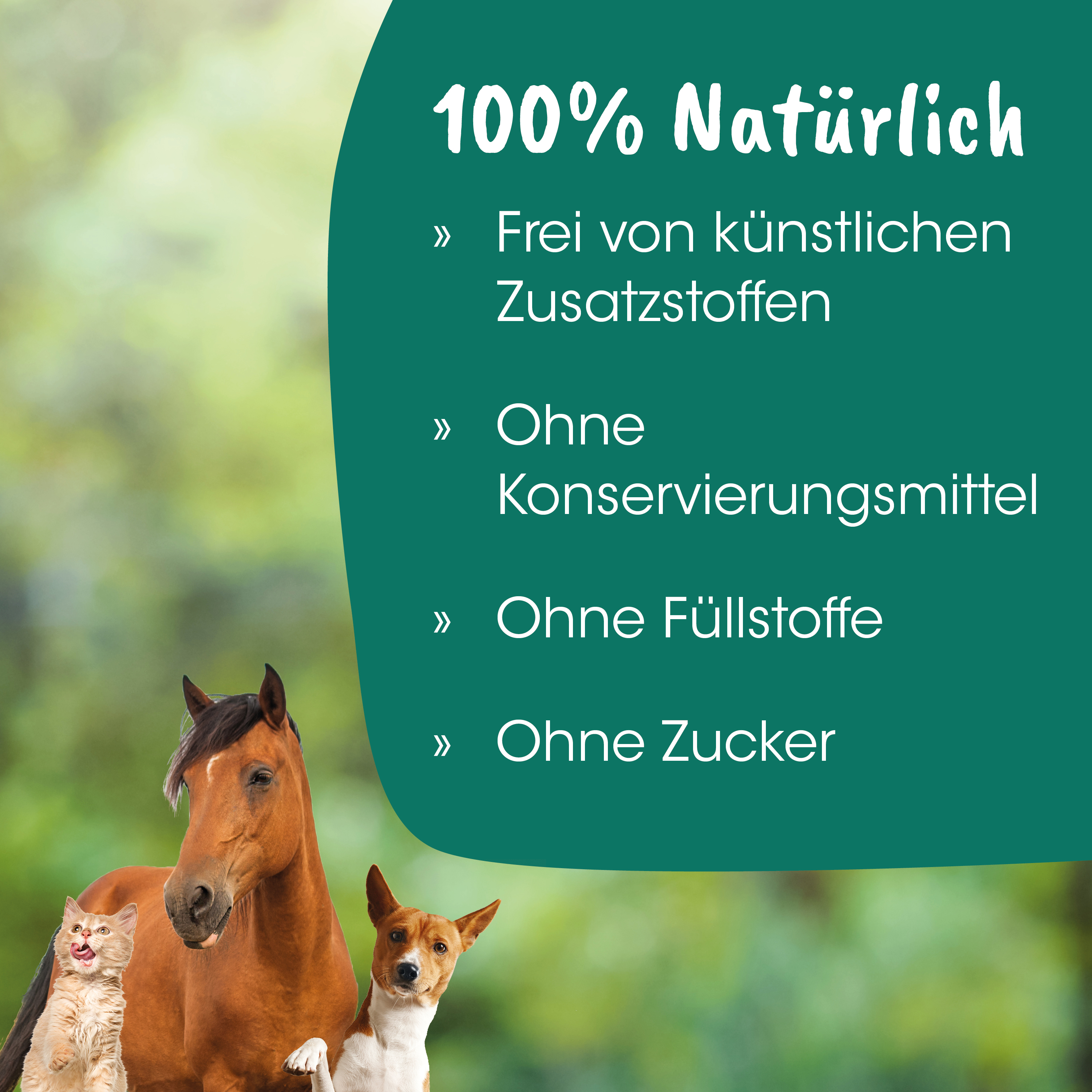 Pferd, Haustier, Hund, Katze, Natur