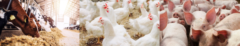 Tier, Kuh, Schwein, Schaf, Hühnchen