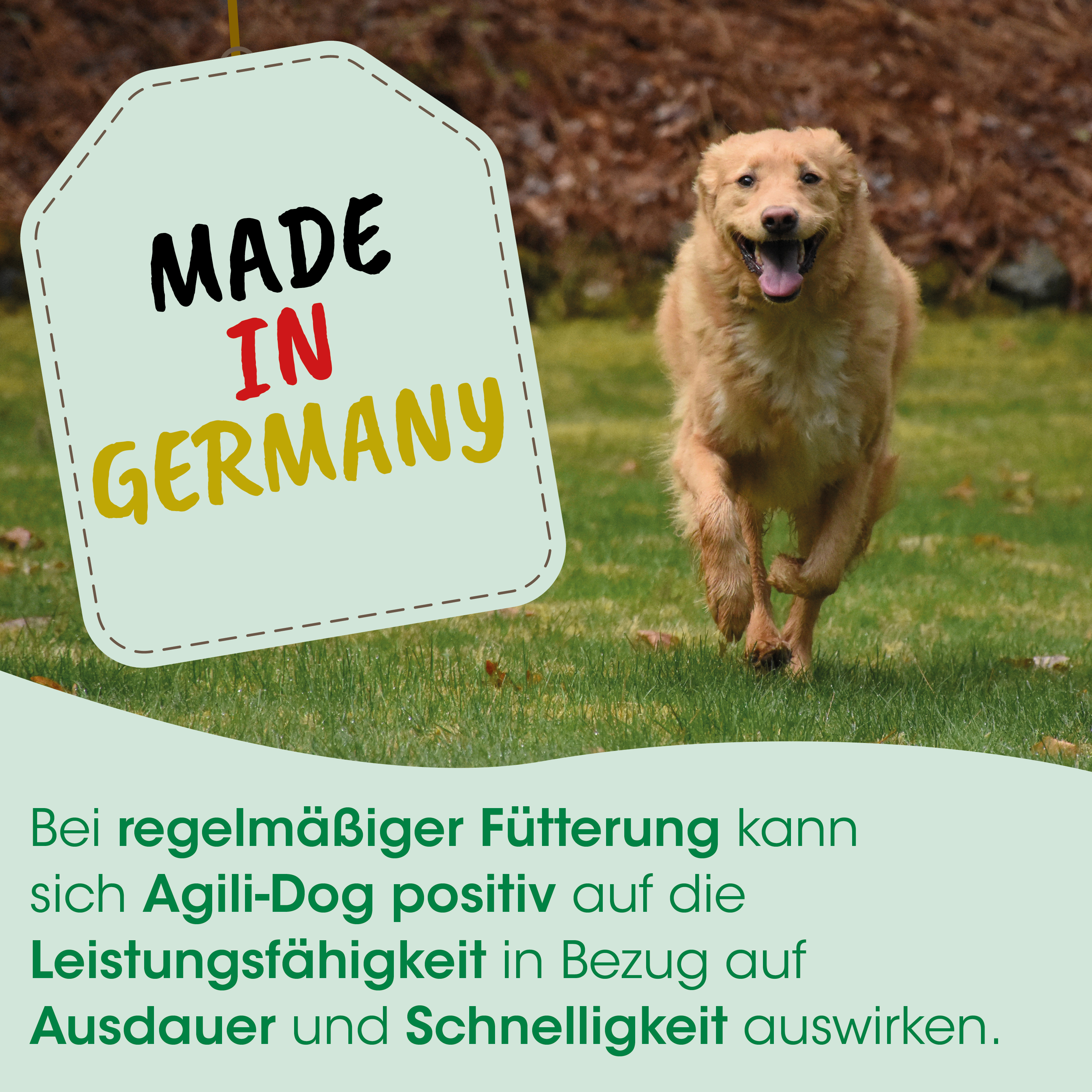 Hund, golden retriever, collar, Etikett, Hergestellt in Deutschland