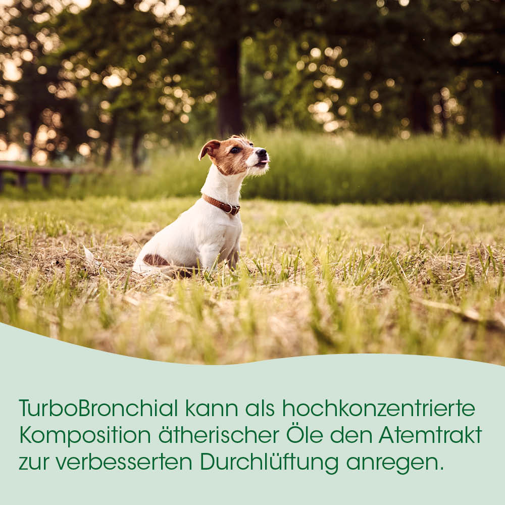 Hund, Hundehalter, Kleidungsstück, Wiese, Park