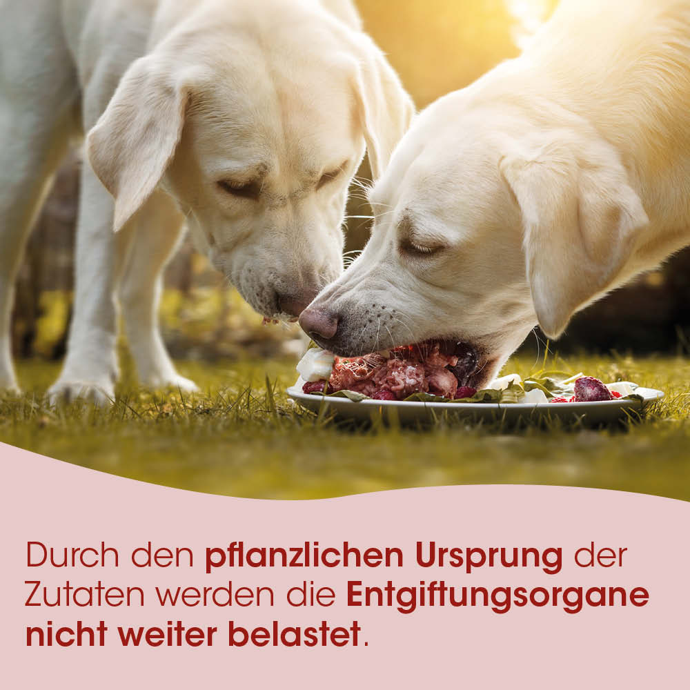 Hund, Hundefutter, Futter, Trockenfutter, Rindfleisch