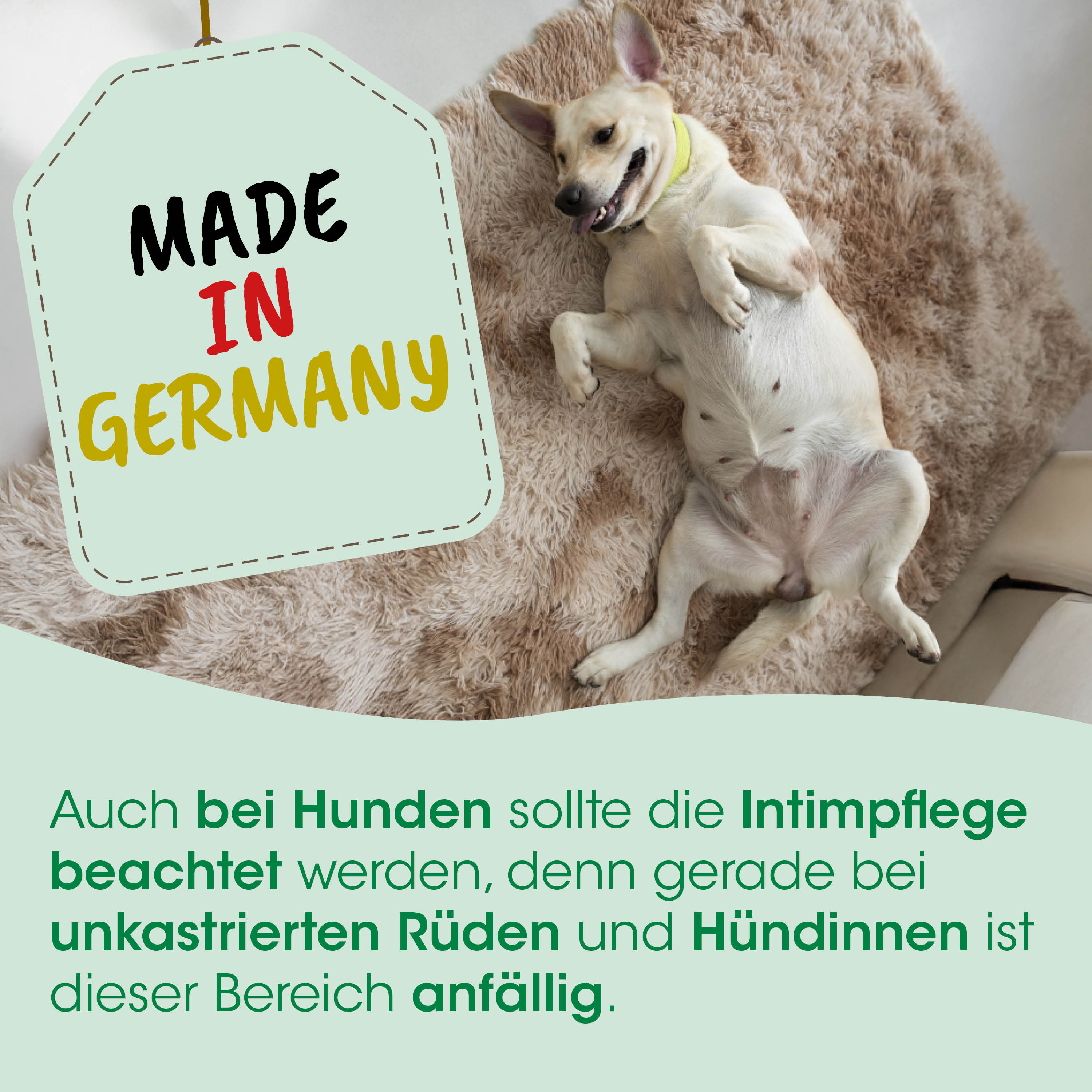 Hund, entspannt, Halsband, tan, Fell