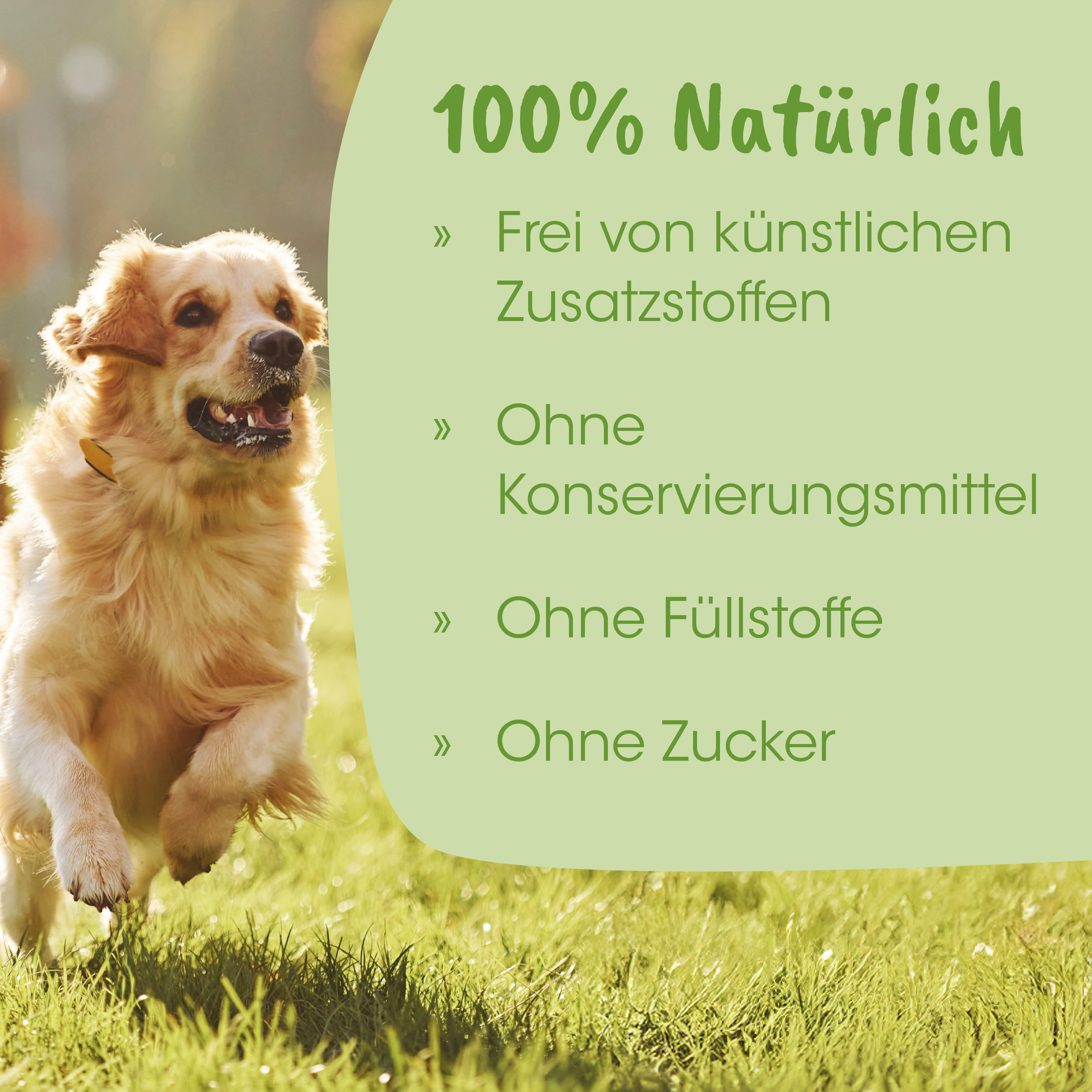 Hund, Golden Retriever, Spielende Hund, Naturtrocken, Frischluft
