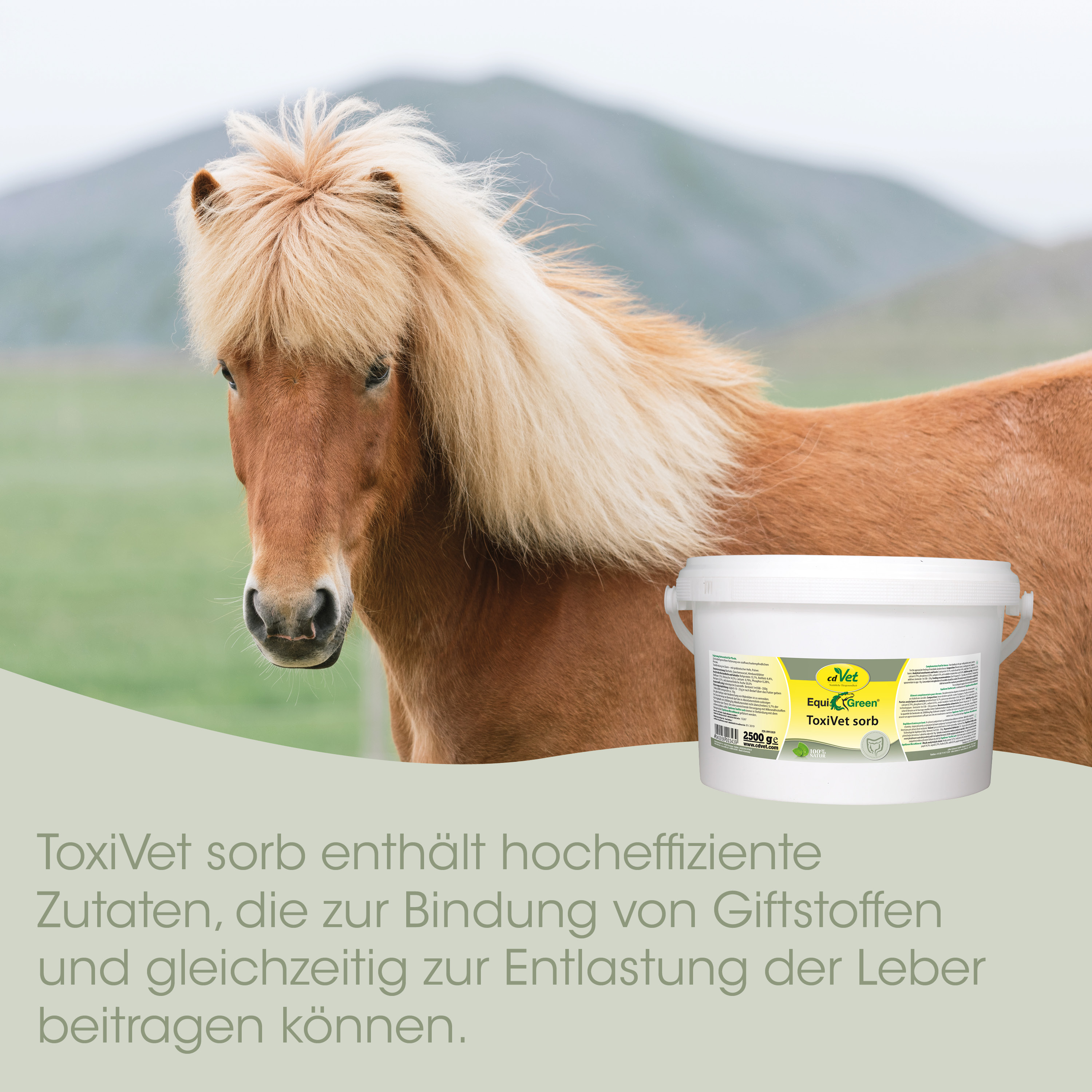 Pony, Hengst, Pferd, Langhaar, Sorb