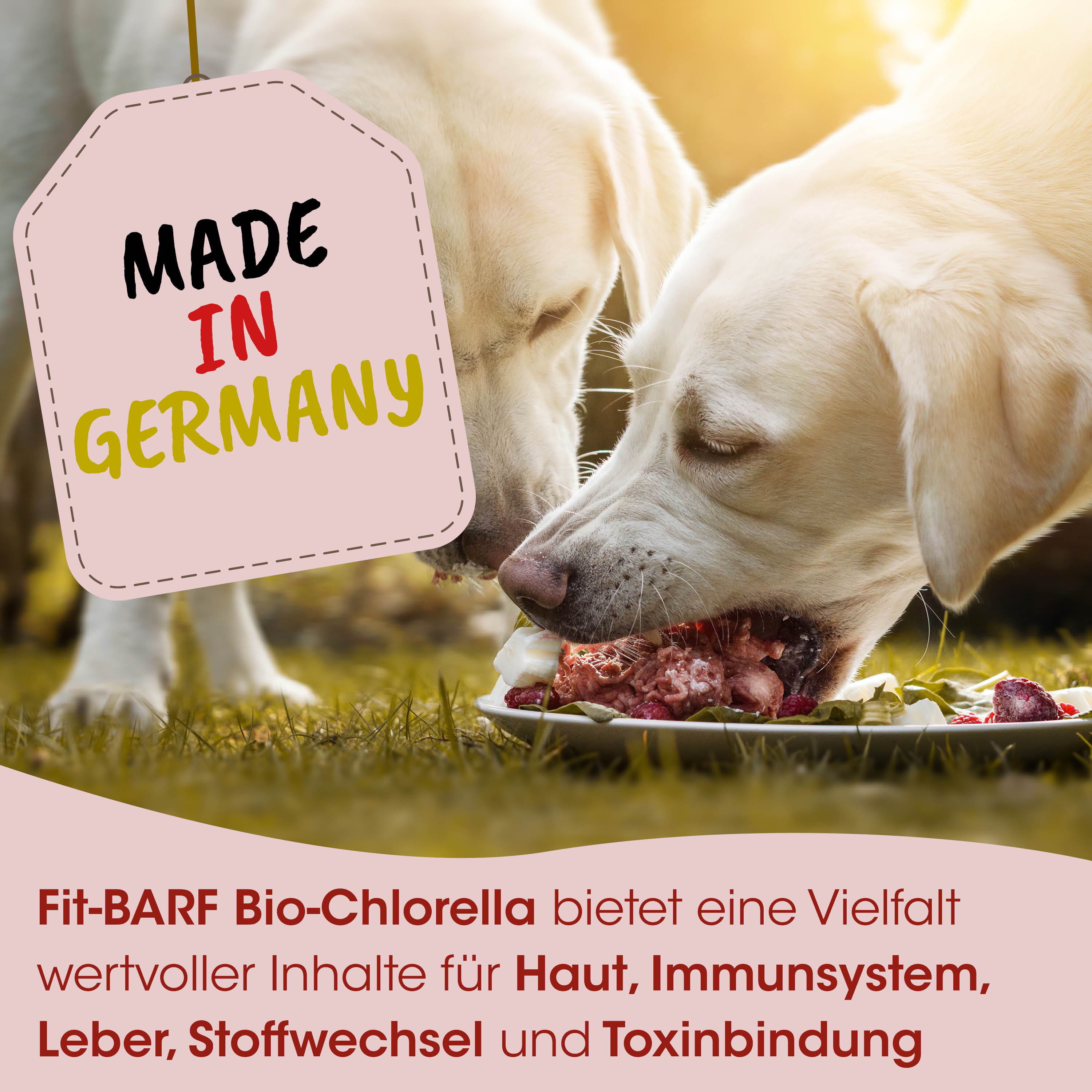 Hundefutter, Bio-Chlorella, Tiernahrung, Leckeres Futter, Immunssystem Unterstützung