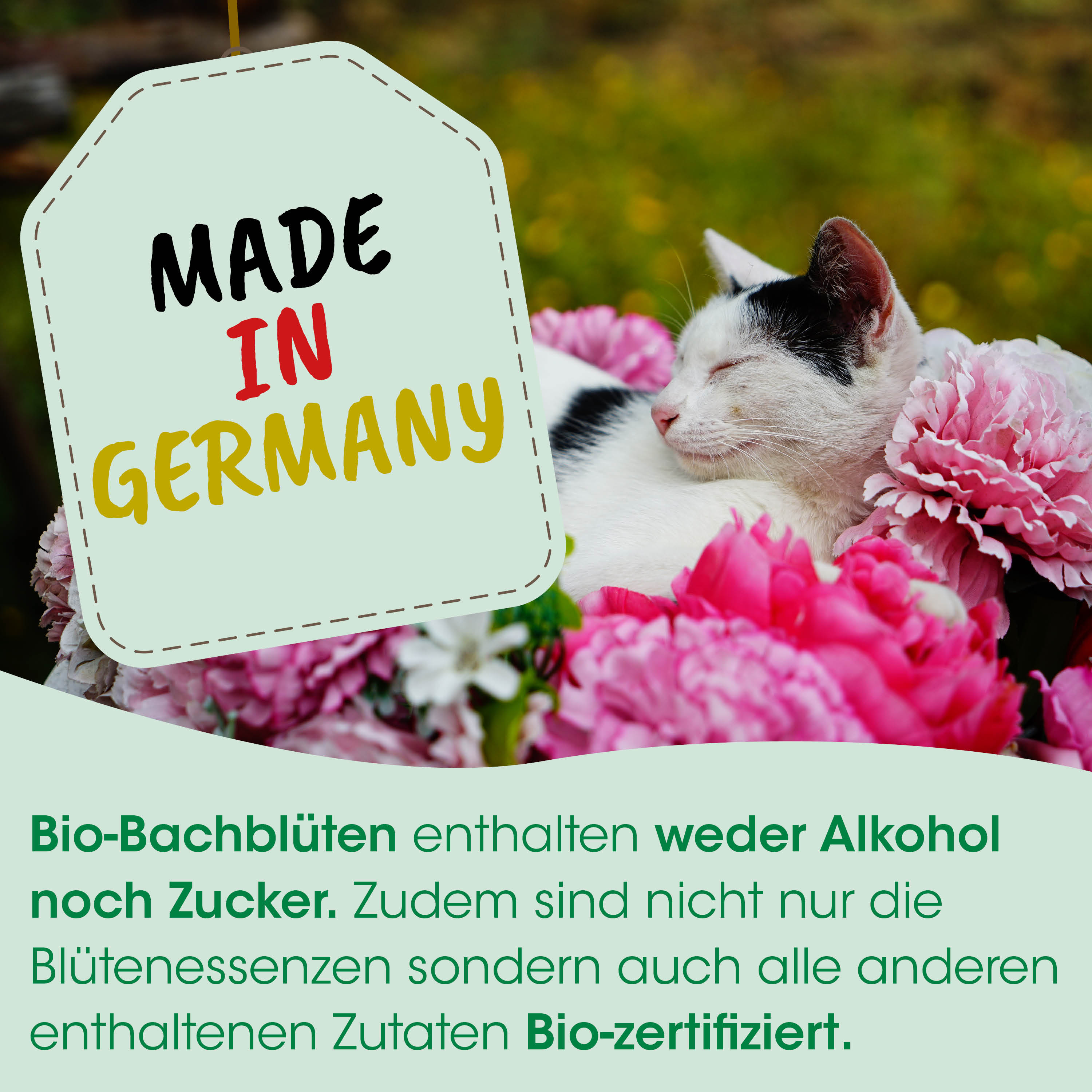 Katze, Blumen, pink, Tier, Garten