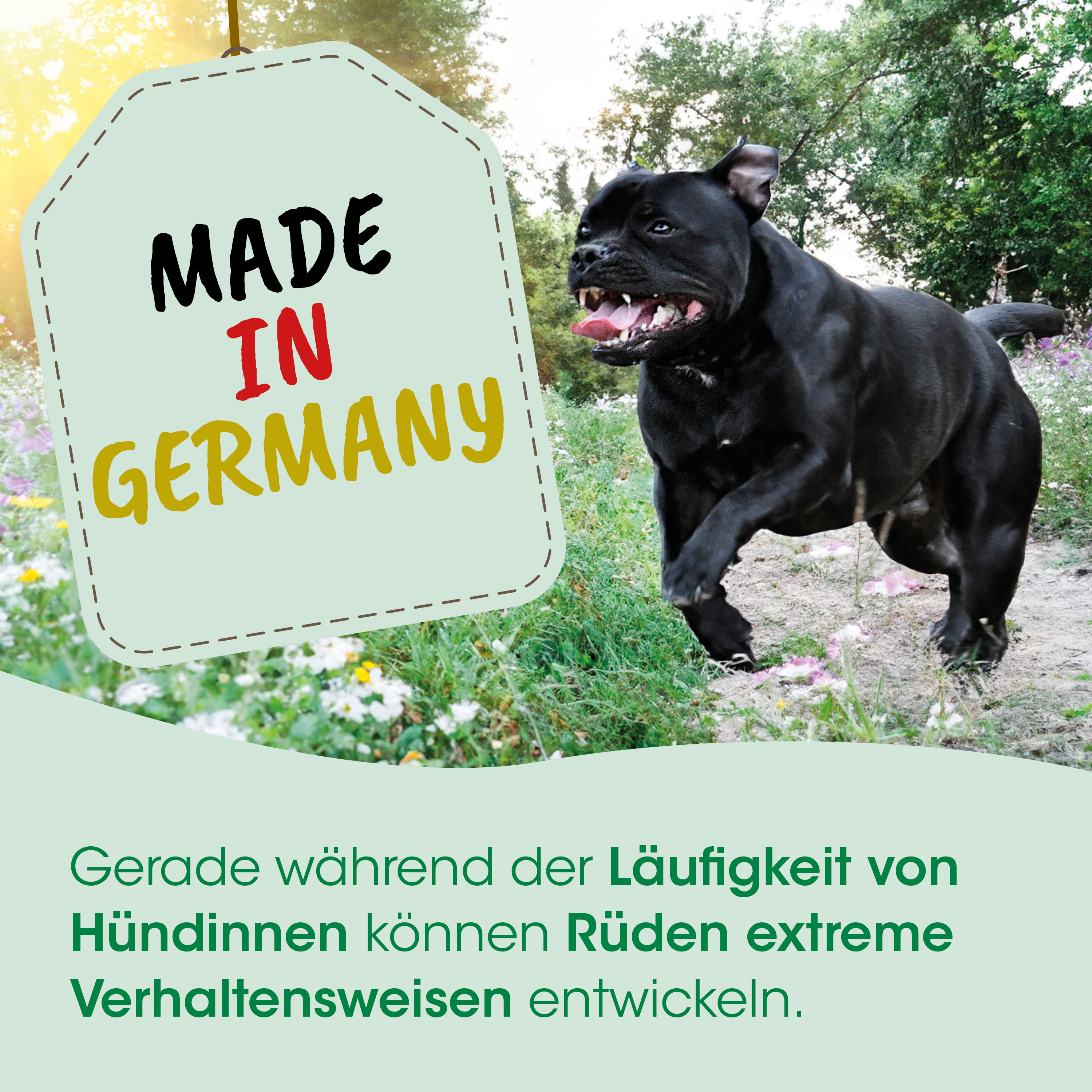 schwarz, Hund, im Freien, laufender Hund, Etikett