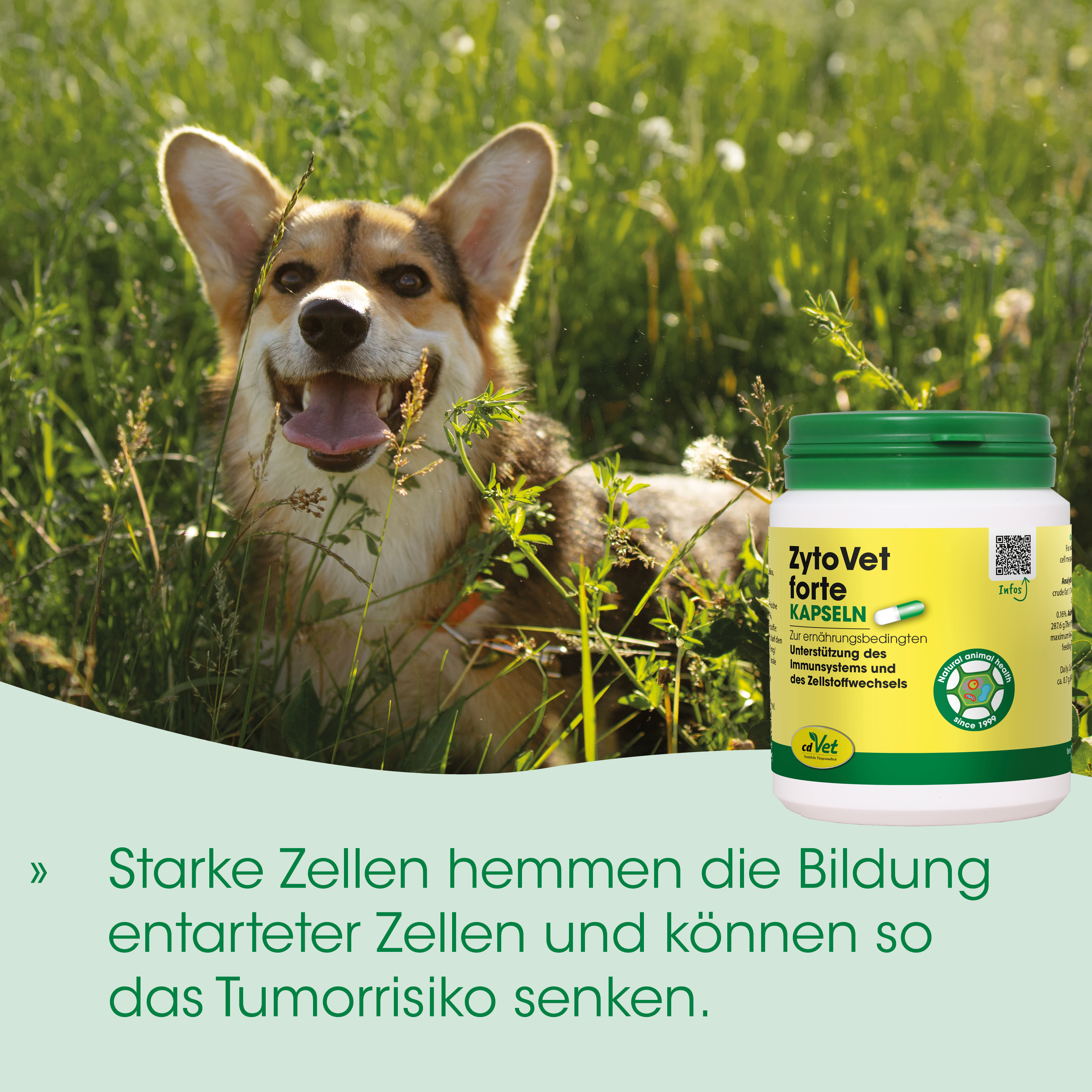 Hund, Tier, Corgi, im Freien, Ergänzungsmittel