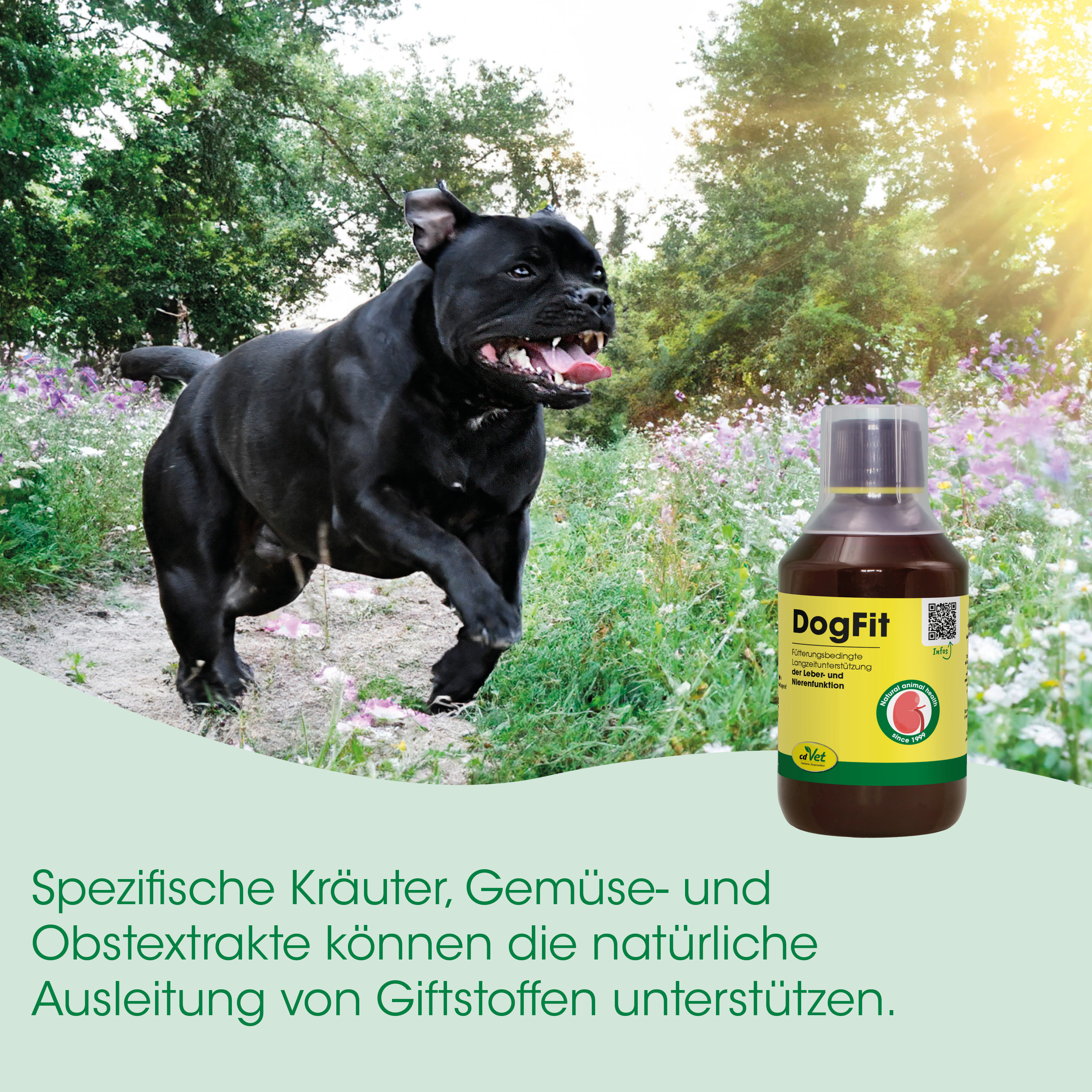 Hund, DogFit, Flasche, Nahrungsergänzung, Naturprodukt