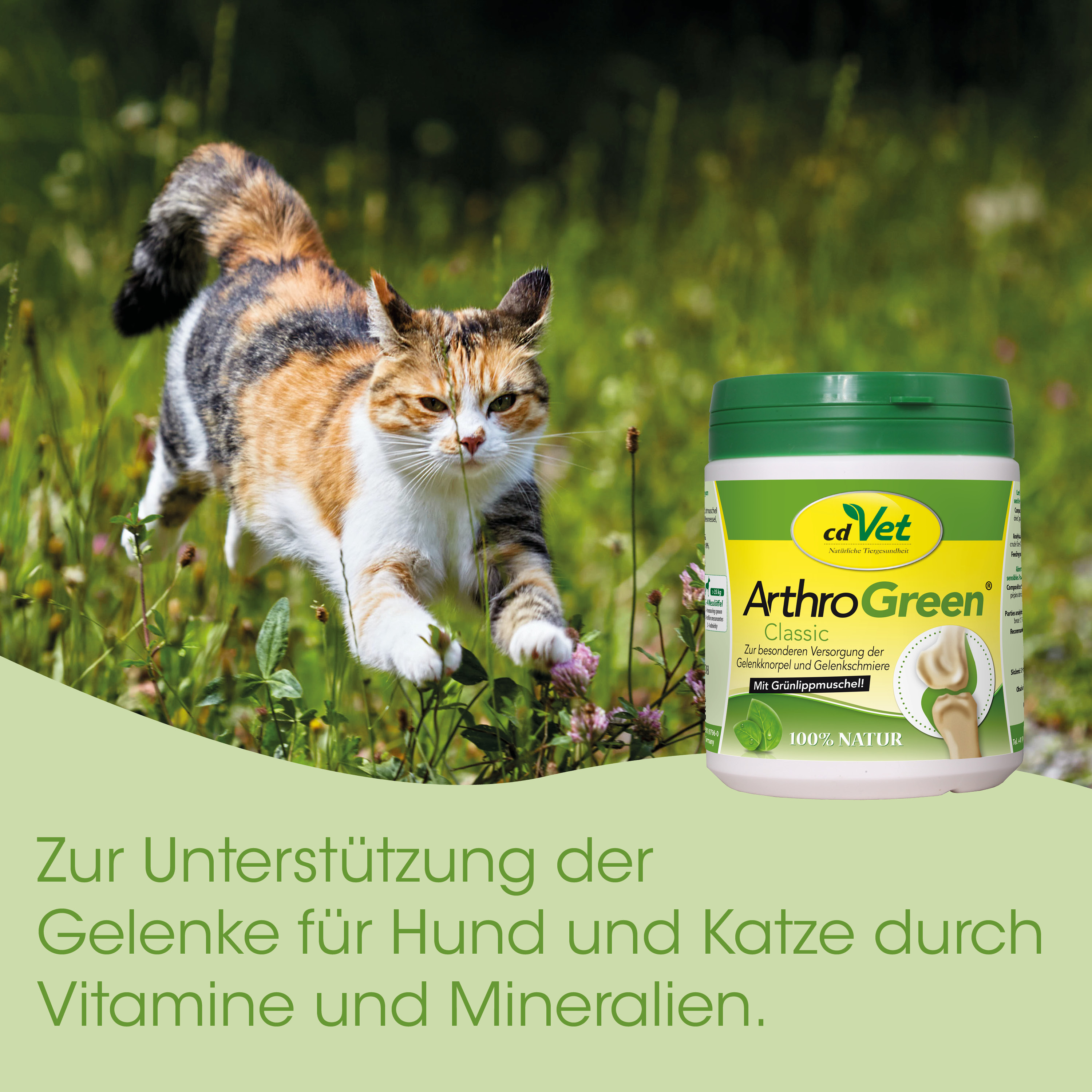 katze, haustier, calico, calico-katze, gelenk-supplement