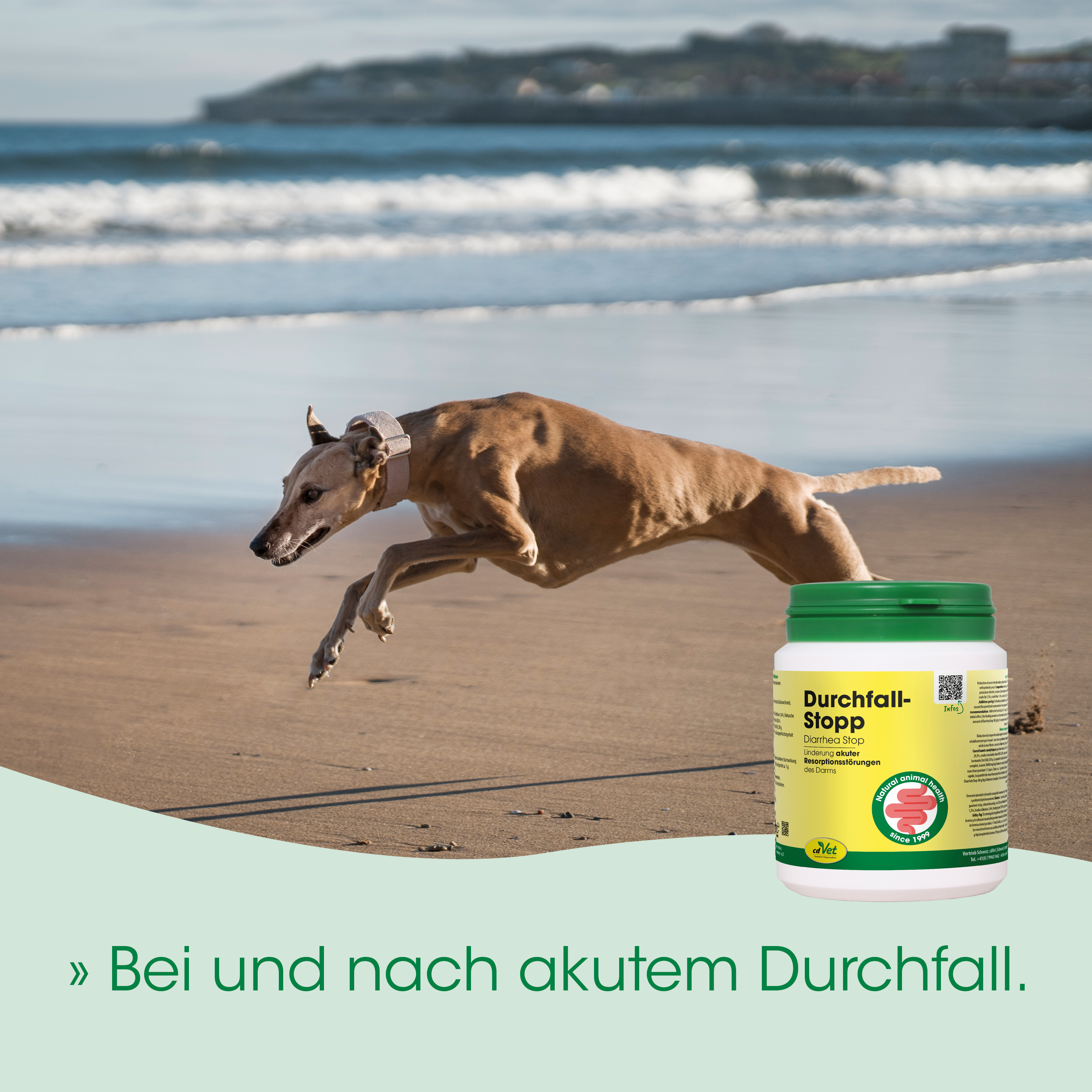 Hund, Halsband, Laufend, Strand, Durchfall-Stopp Produkt