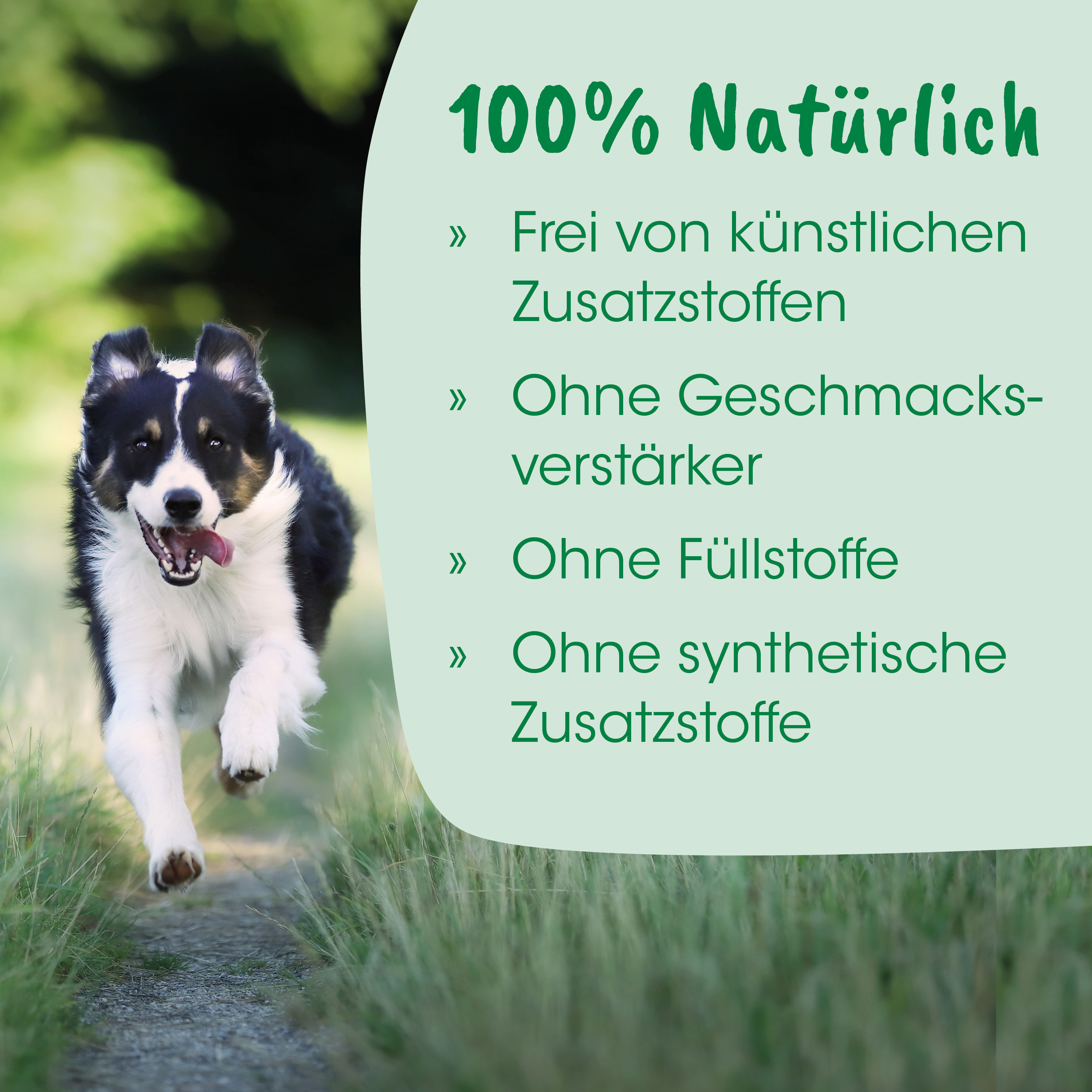 Hund, Laufend, Tier, Landschaft, Welpe
