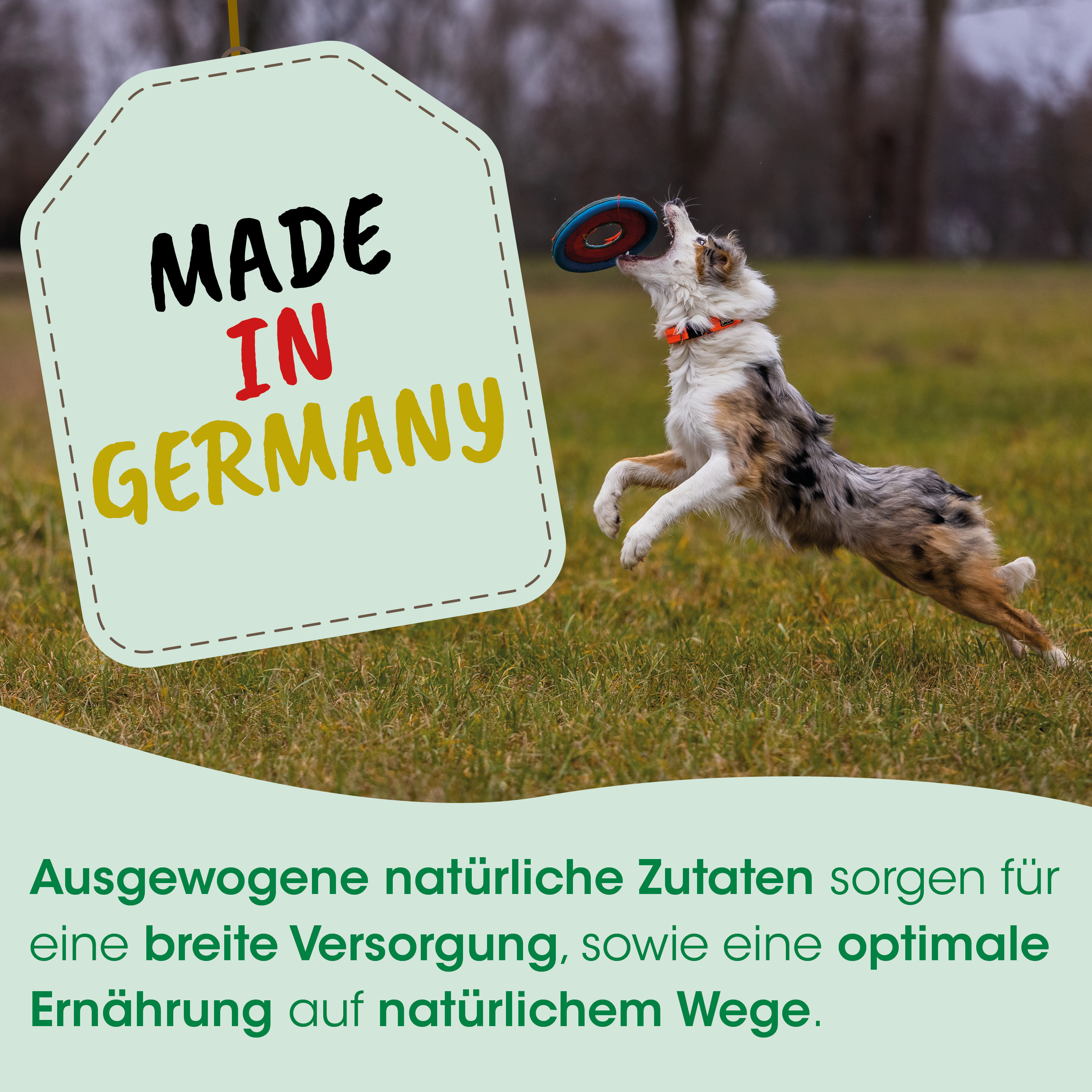 Hund, Spielzeugring, Collie, Gras, Tierliebe