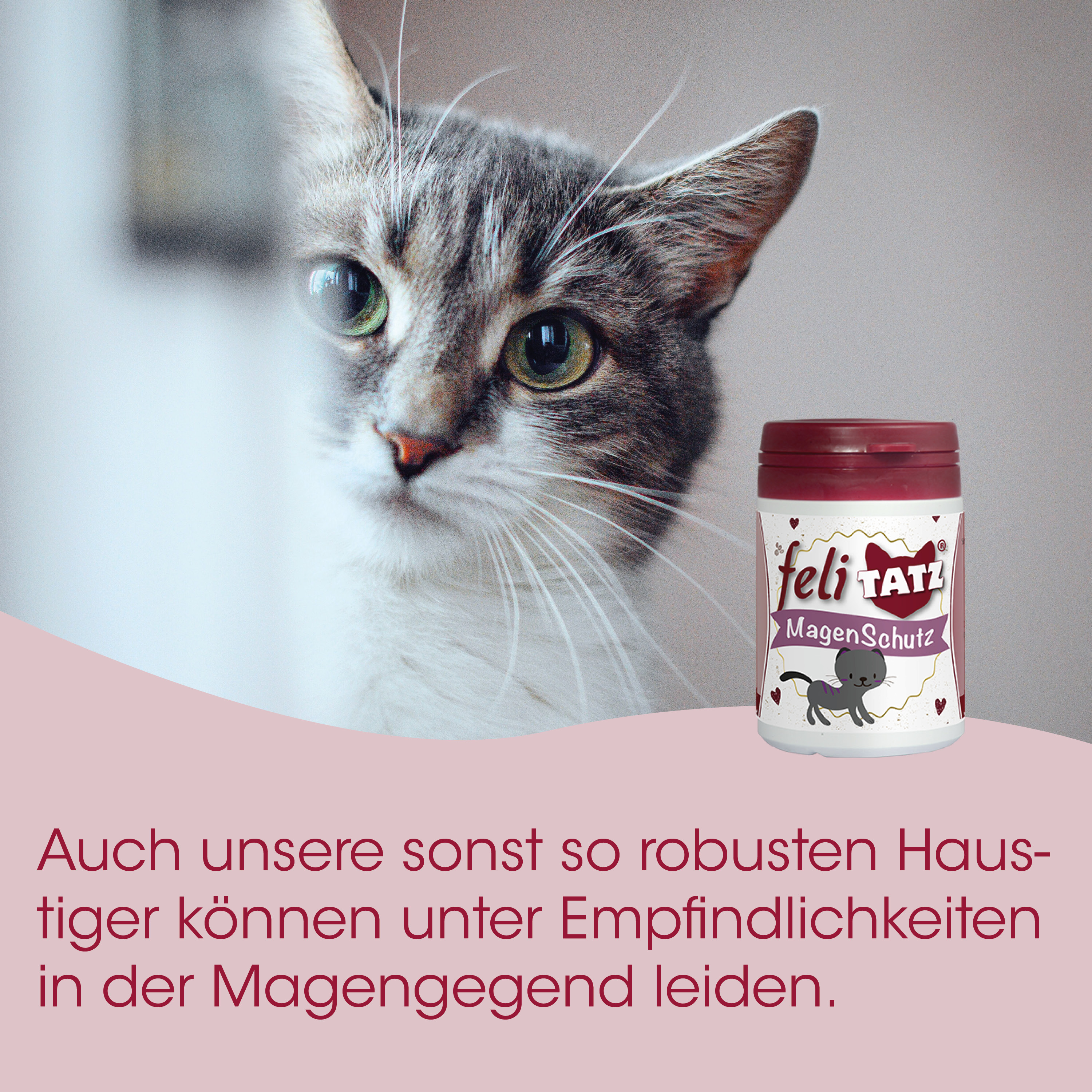 katzengang, katze, tierprodukt, magen schutz, futter_tablette