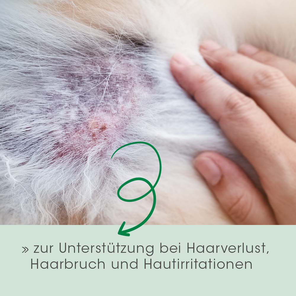 Haarausfall, Hautirritation, Pflege, Kaninchen/Bellend, Massage/Anwendung