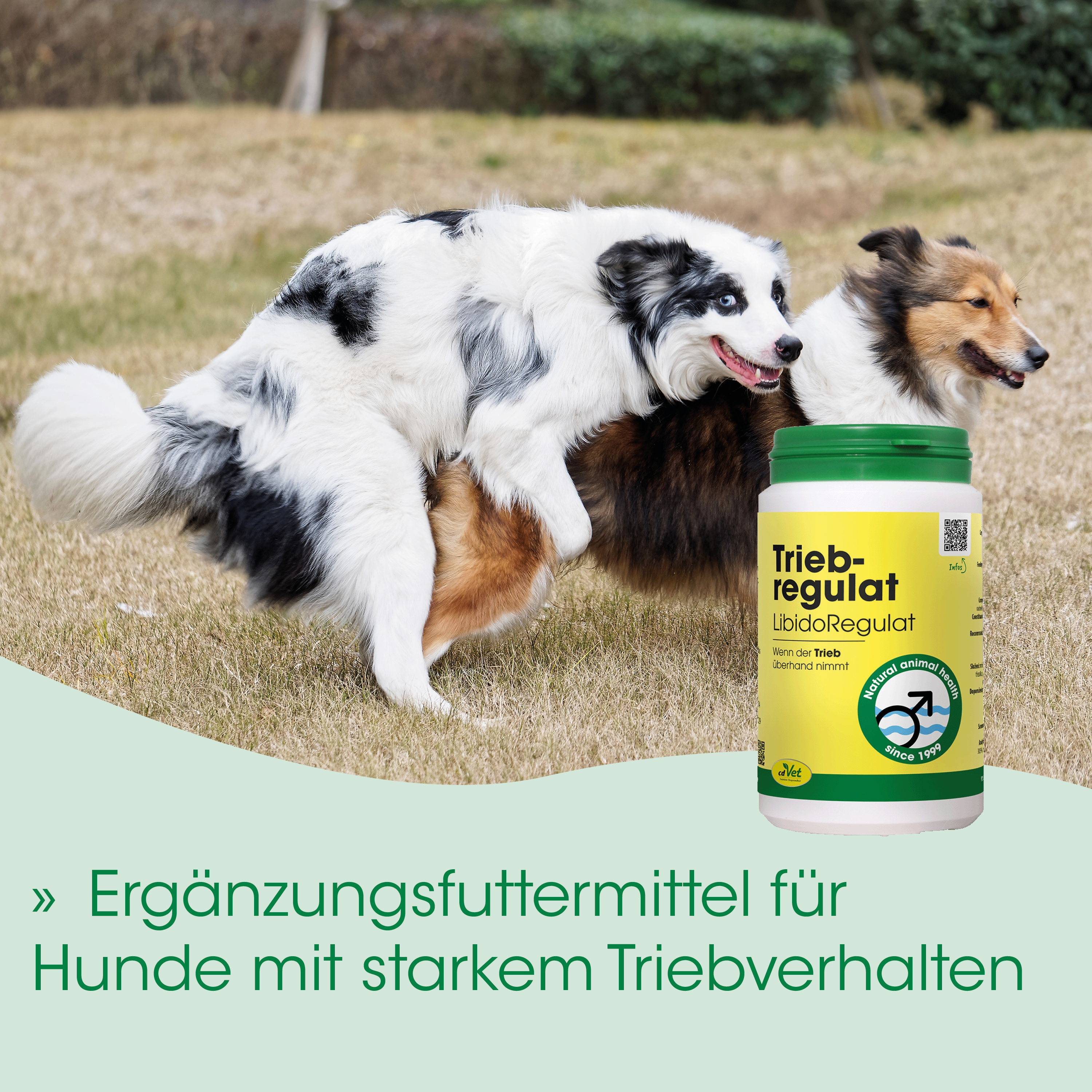 Hund, Hunde, Hunde-Nahrungsergänzung, Tierprodukt, Supplement