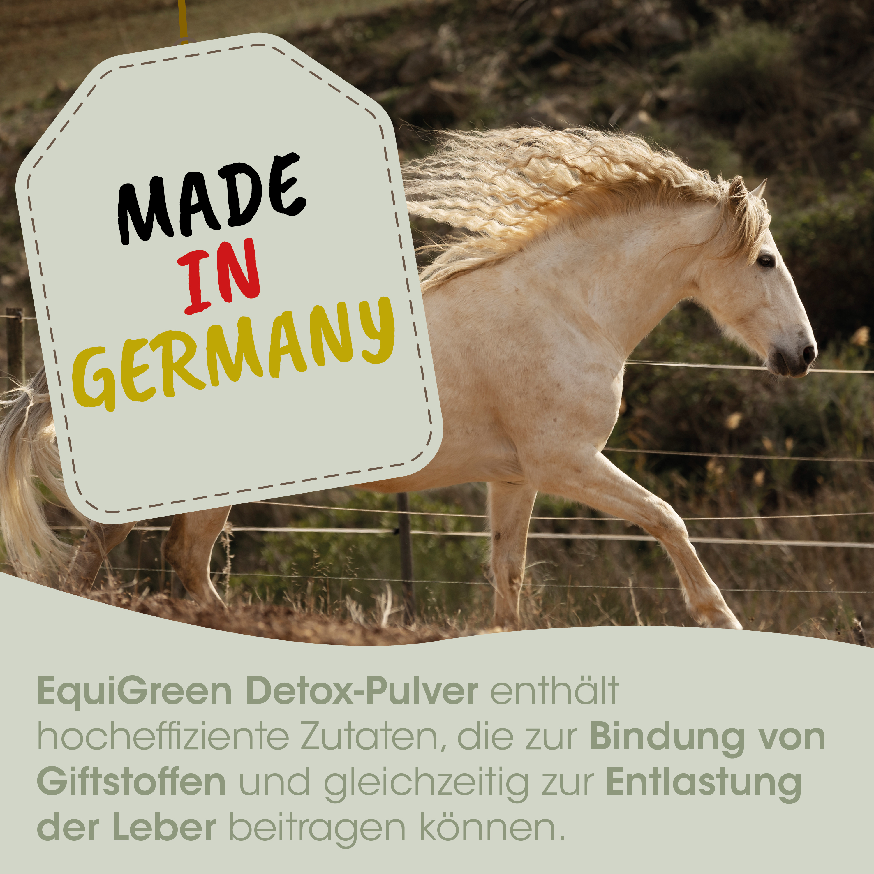 pferd, beige, stallion, deutschlandherkunft, made in germany