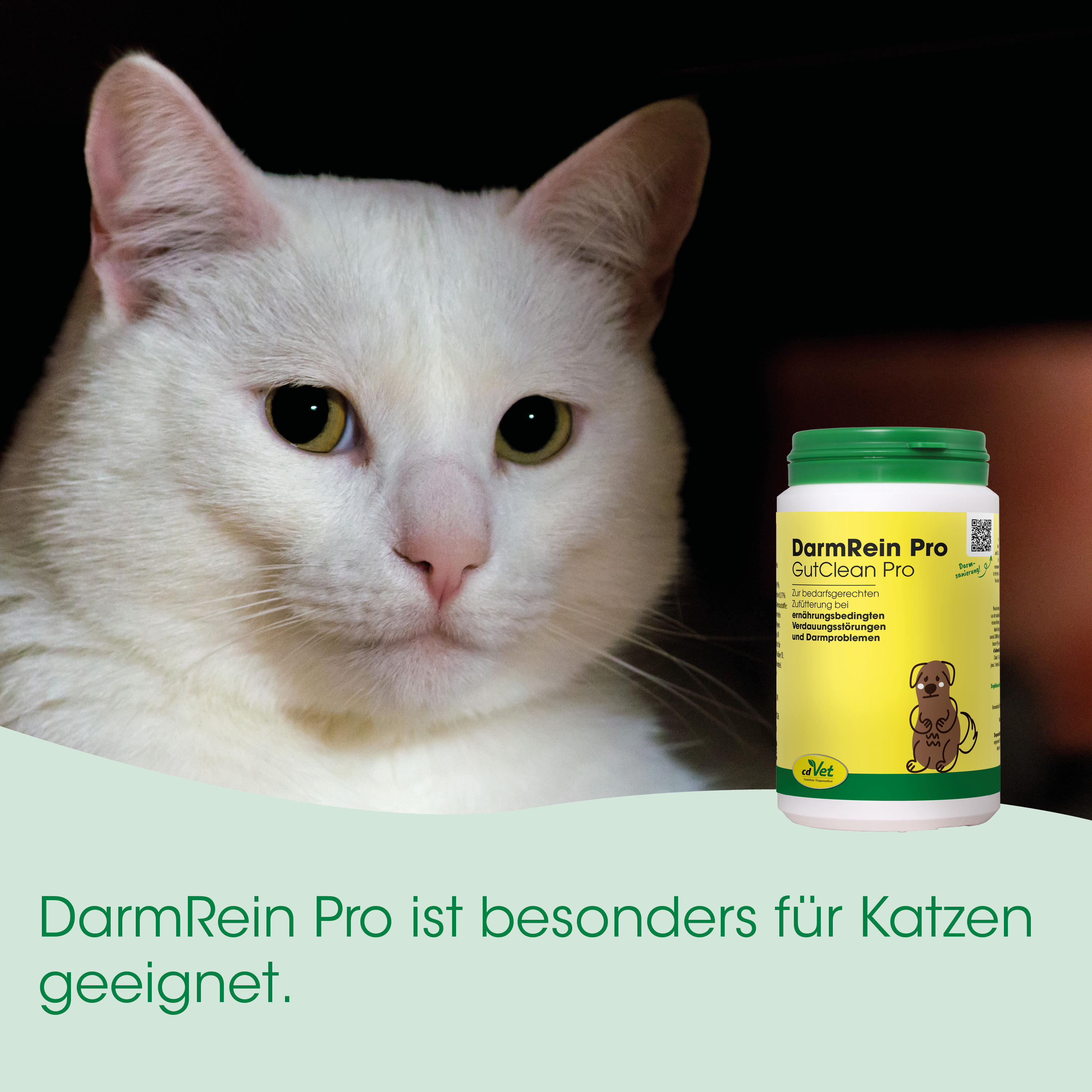 Katze, weiße Katze, Medizinflasche, DarmRein Pro, Tiernahrungsergänzung