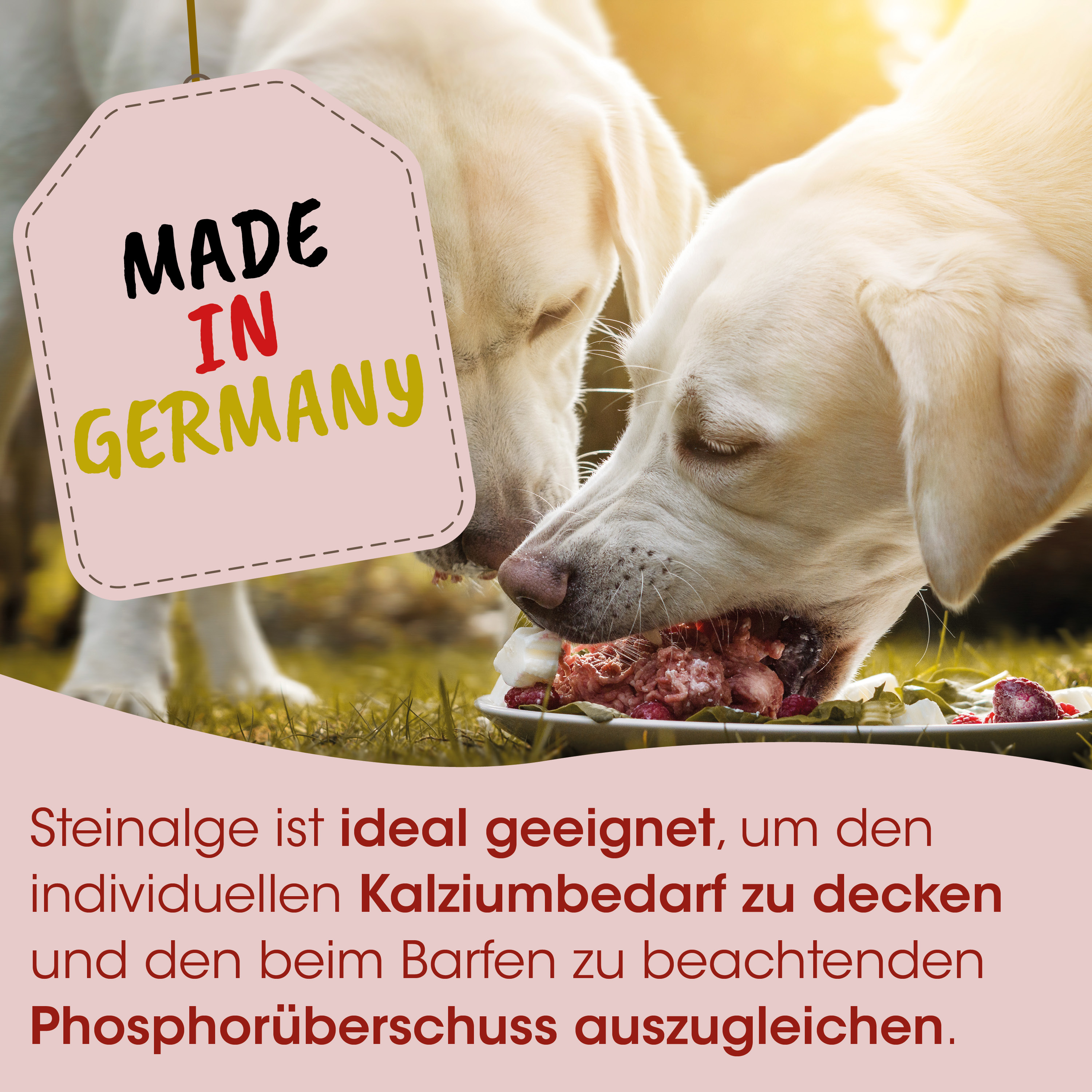 Hund, Hundefutter, Futter, Futter für Hunde, Nassfutter