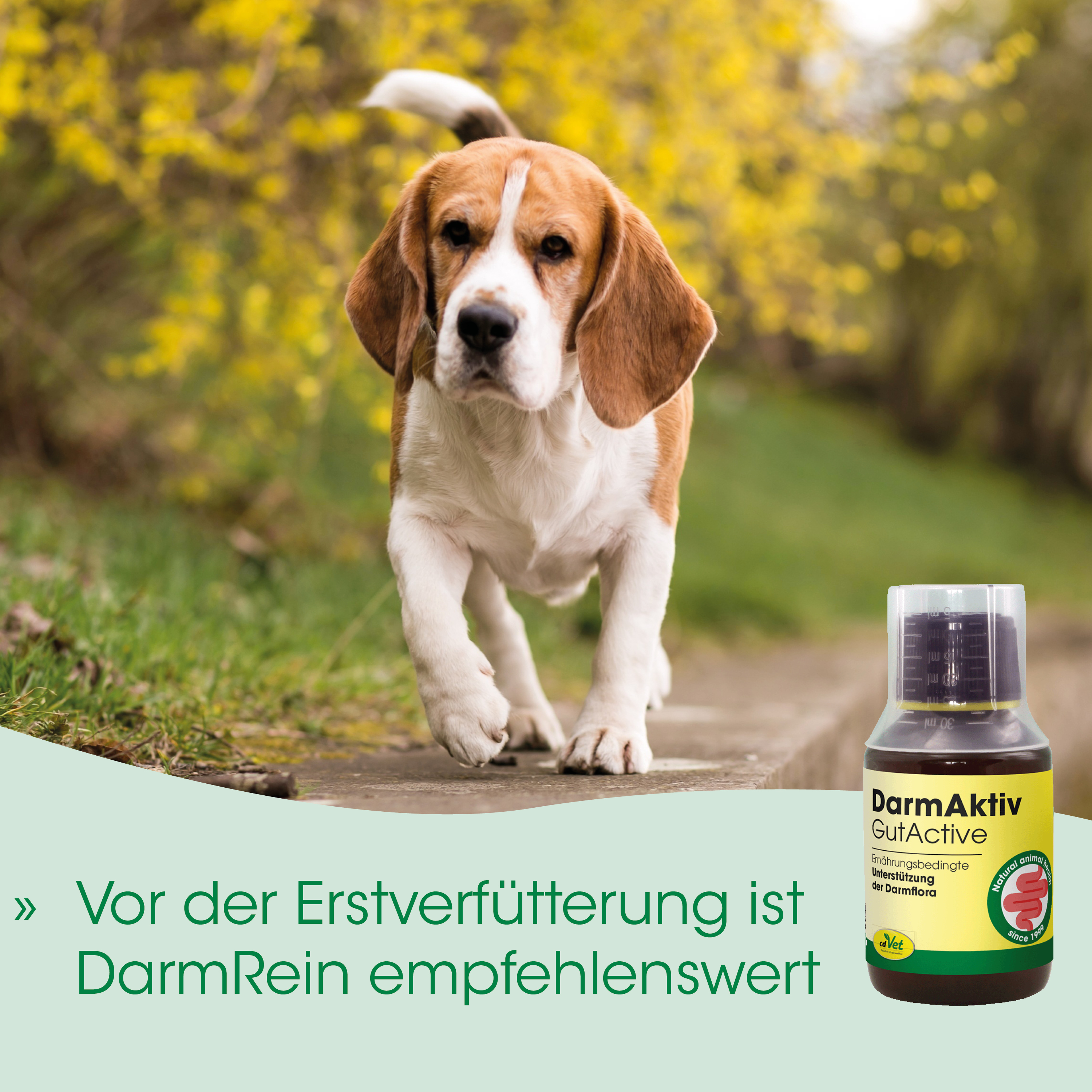 Hund, Beagle, Tier, Außenbereich, Flasche