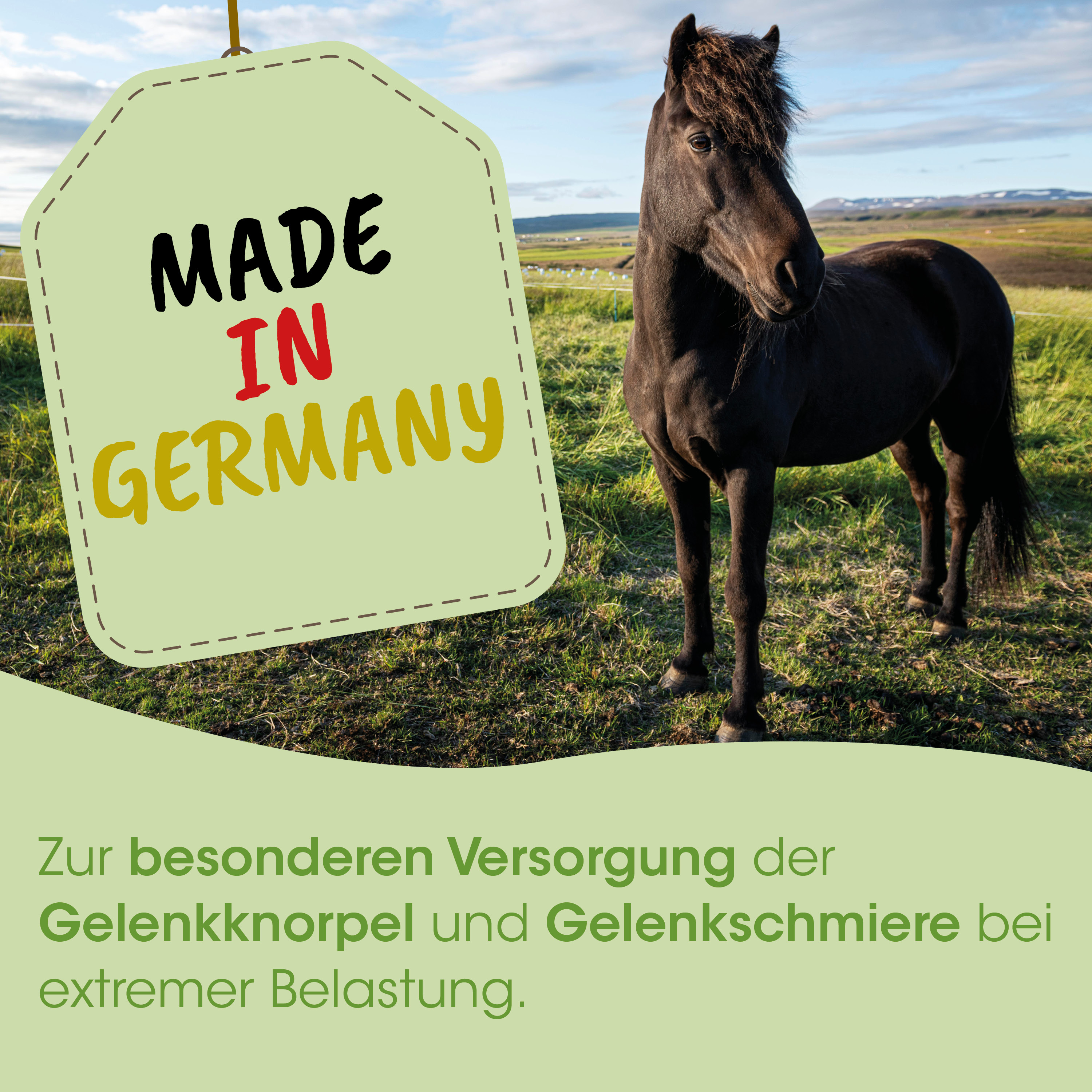 pferd, schwarzes pferd, weide, schild, made in germany