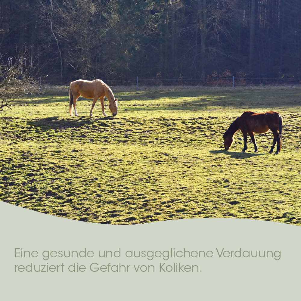 Pferd, Pferde, Weide, Gras, Weidetier